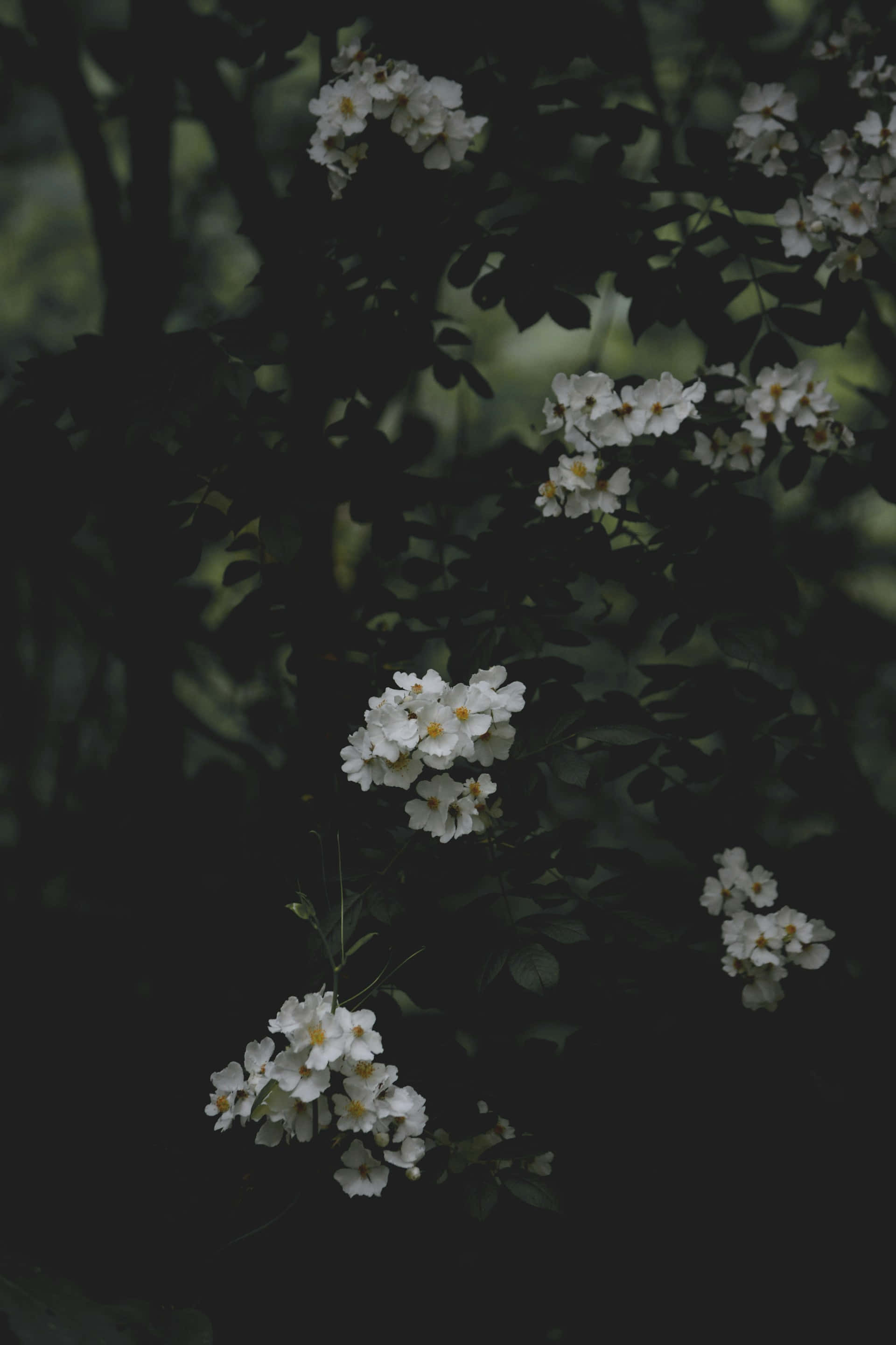 Moody Floral Blooms, dark background, white blossoms, 2K Phone Wallpaper
