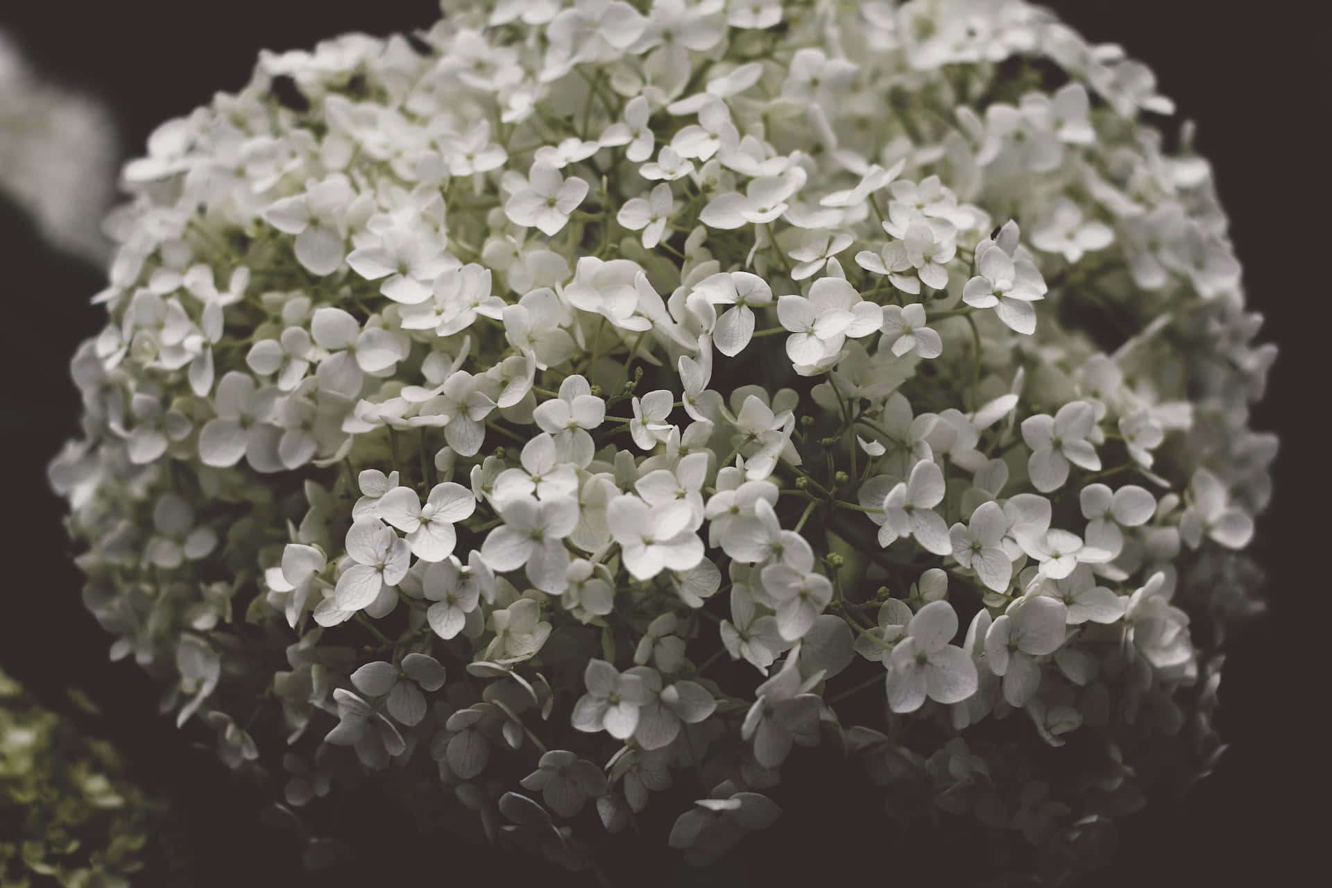 Moody Floral, hydrangea, white hydrangea blossoms, Full HD Desktop Wallpaper