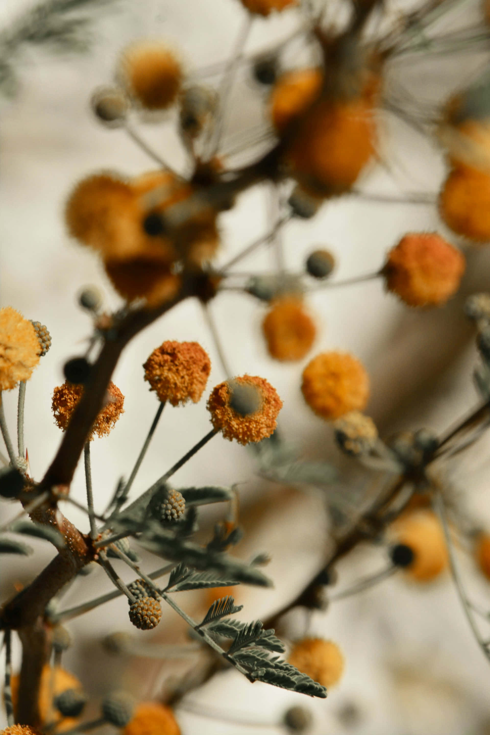 Moody Floral, autumn blooms, orange spherical flowers, 2K Phone Wallpaper