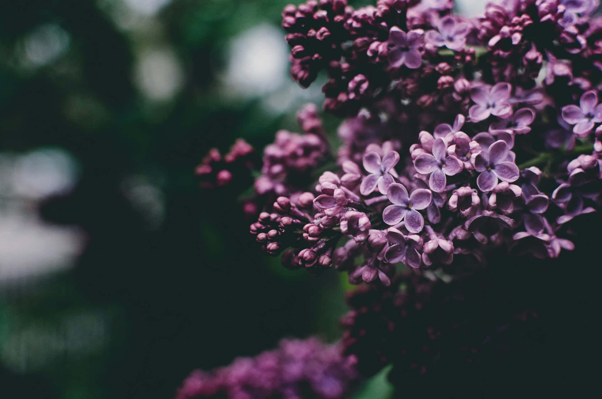 Moody Lilac Blooms, vibrant purple lilac blossoms, soft bokeh background, Full HD Desktop Wallpaper