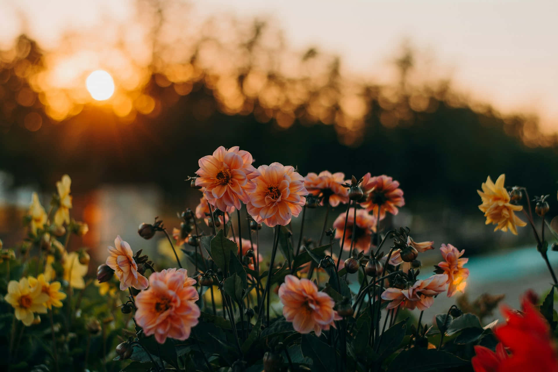 Sunset Blush Floral Backdrop, soft peach and yellow flowers, golden sun, Full HD Desktop Wallpaper