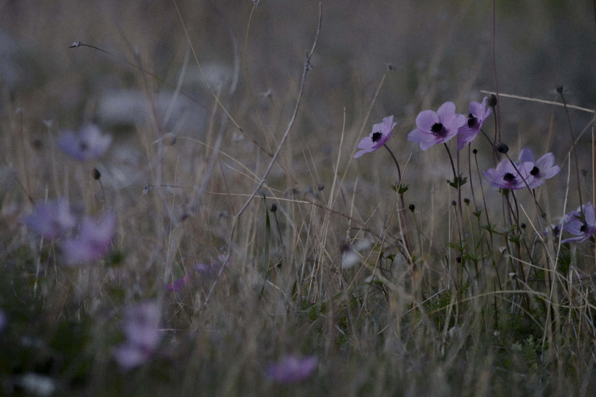 Moody Meadow Florals, purple flowers, dark centers, Full HD Desktop Wallpaper