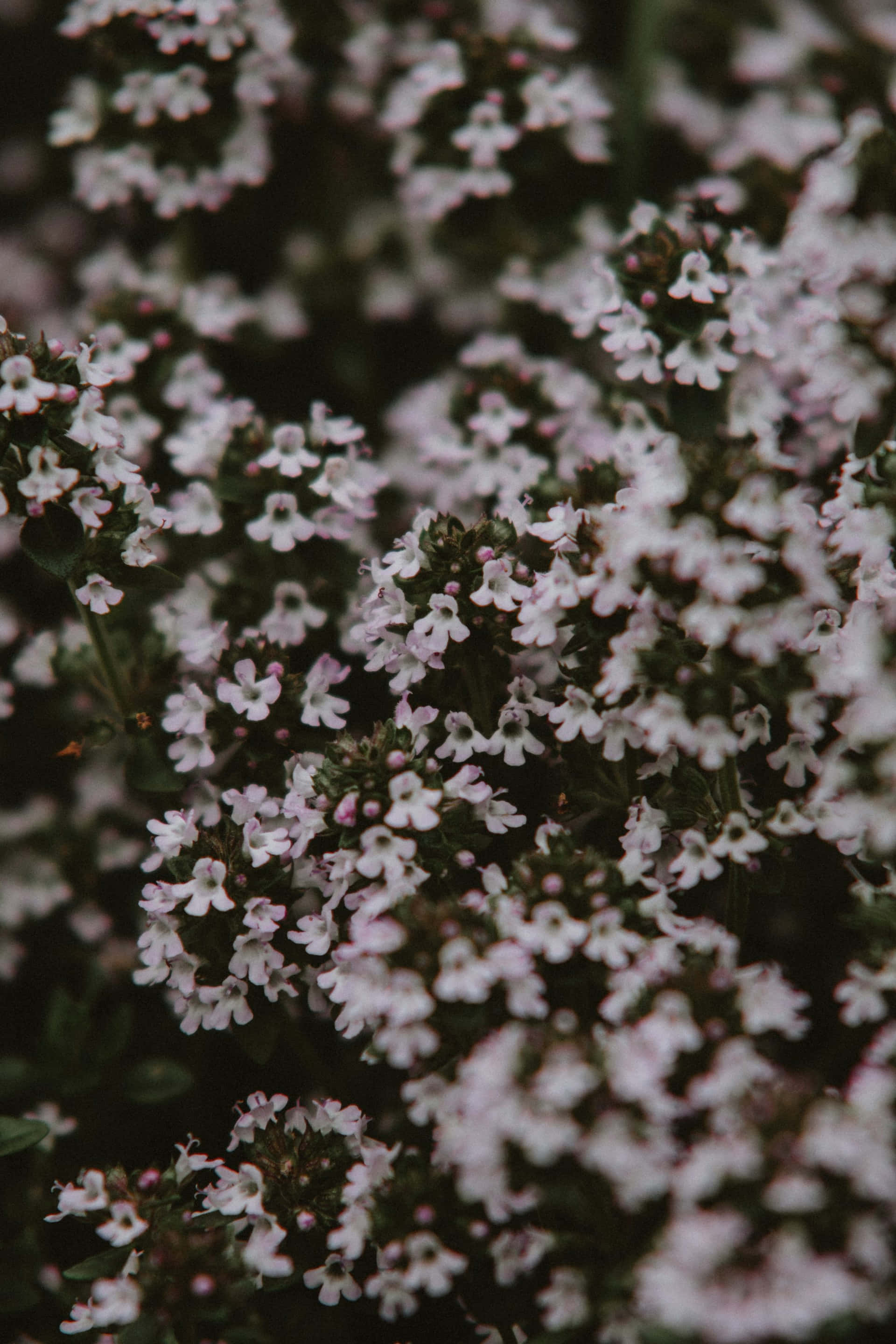 moody floral backdrop, white thyme flowers, pink thyme flowers, 2K Phone Wallpaper