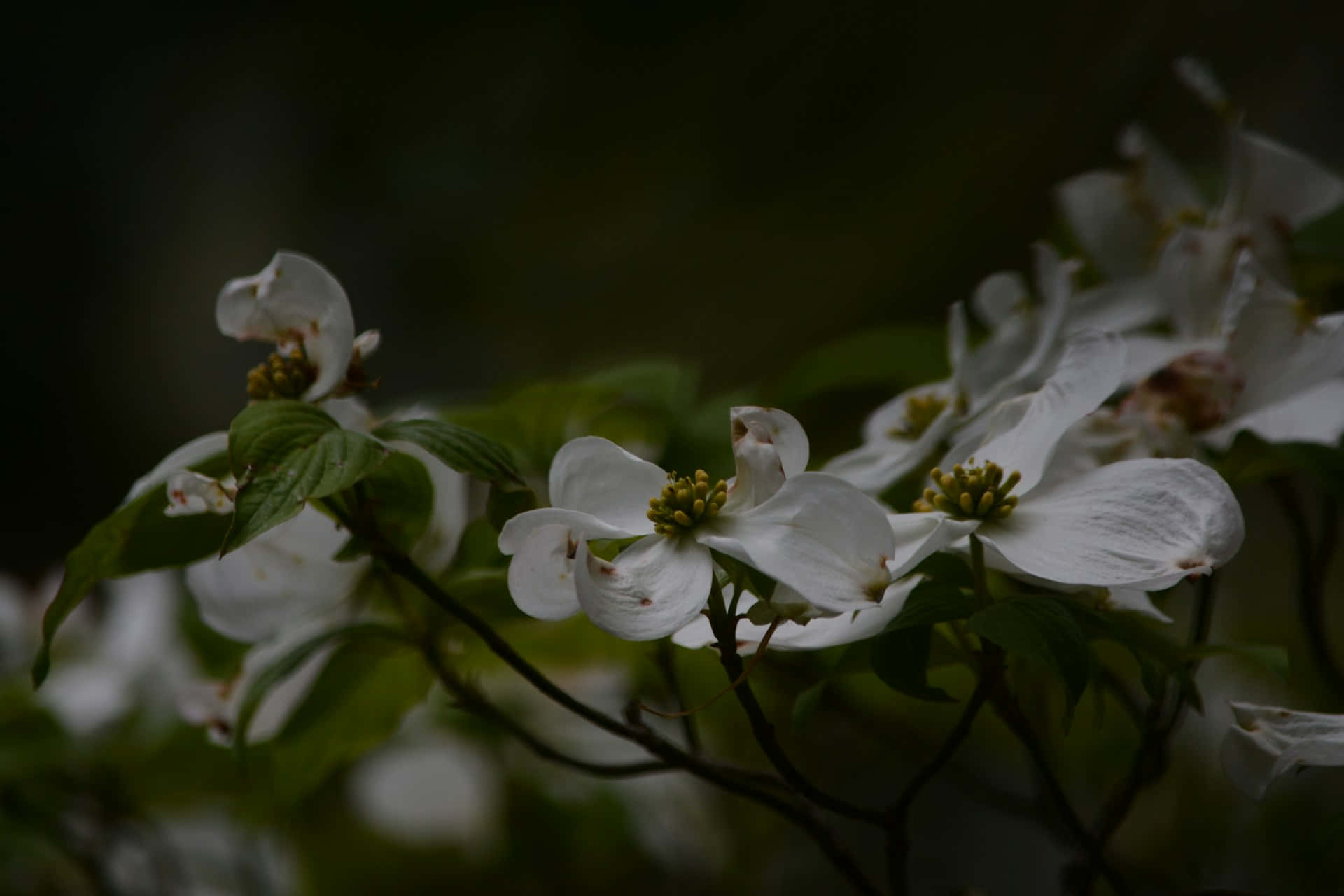 Moody Floral, dogwood blossoms, white, Full HD Desktop Wallpaper