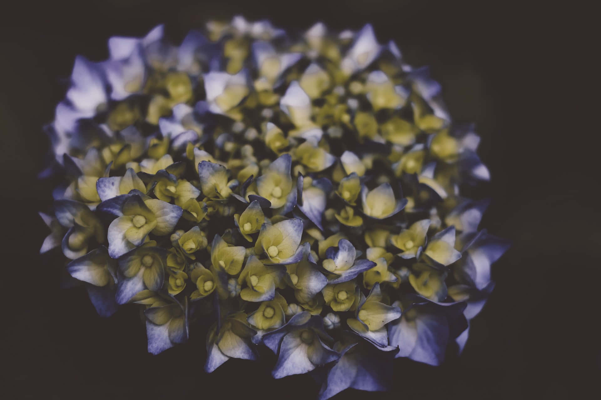 moody blue hydrangea, blue and yellow petals, dark background, Full HD Desktop Wallpaper
