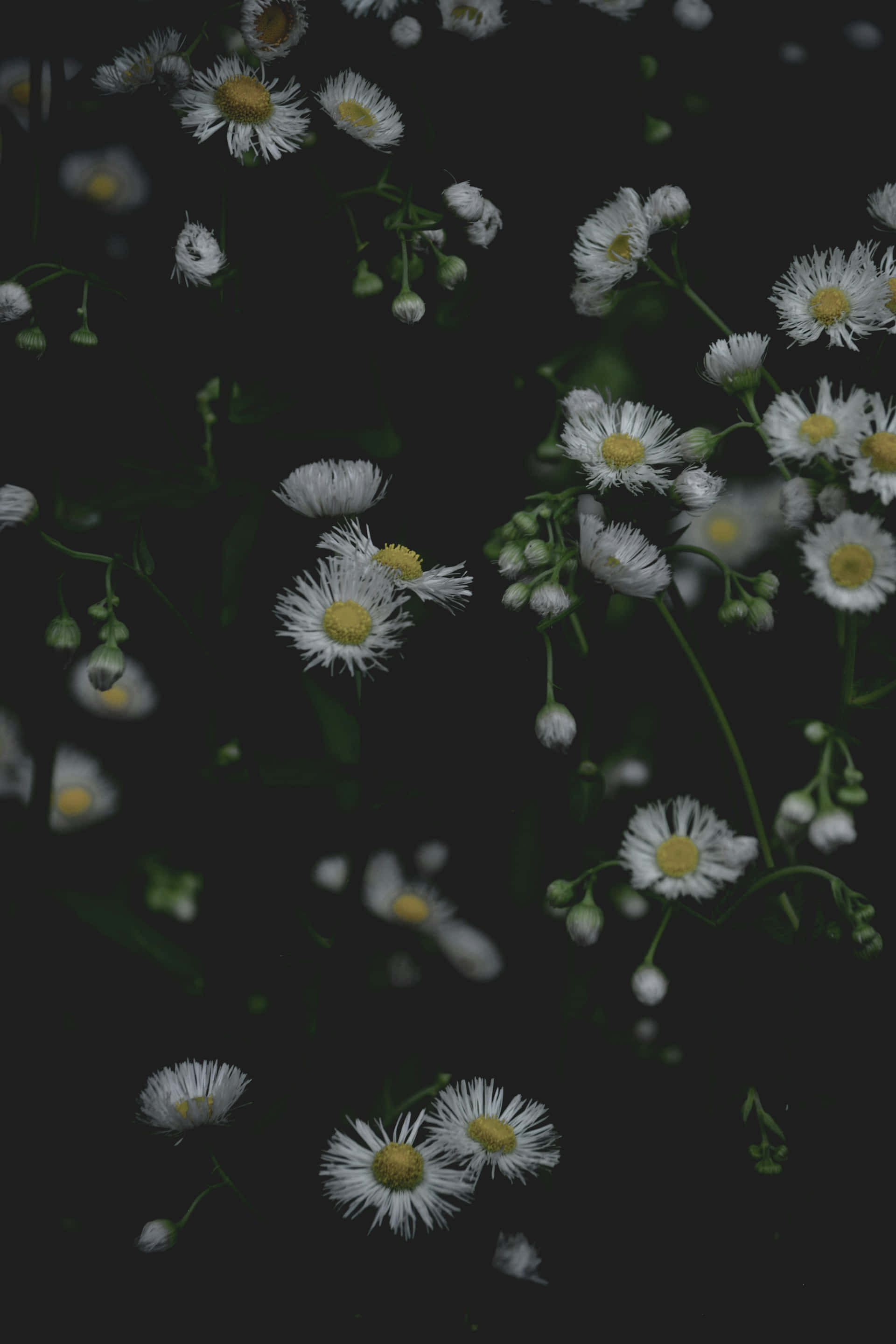 Moody Floral, dark moody background, delicate white daisies, 2K Phone Wallpaper