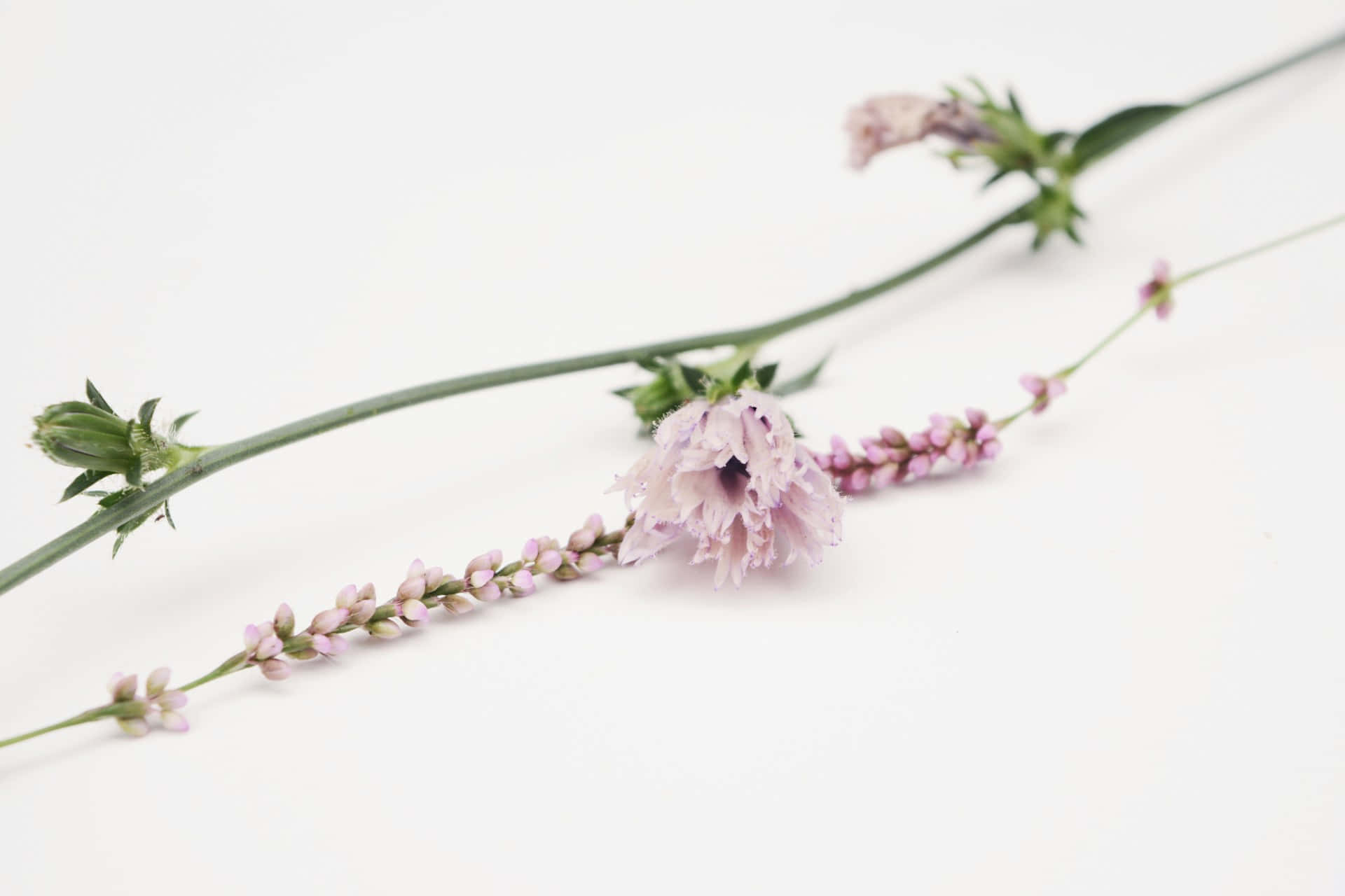 elegant simplicity floral composition, delicate pink flowers, green stems, Full HD Desktop Wallpaper