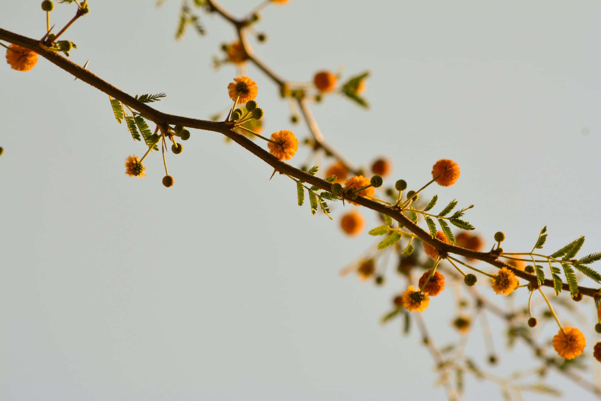 Moody Floral, acacia blooms, orange ball-shaped flowers, Full HD Desktop Wallpaper