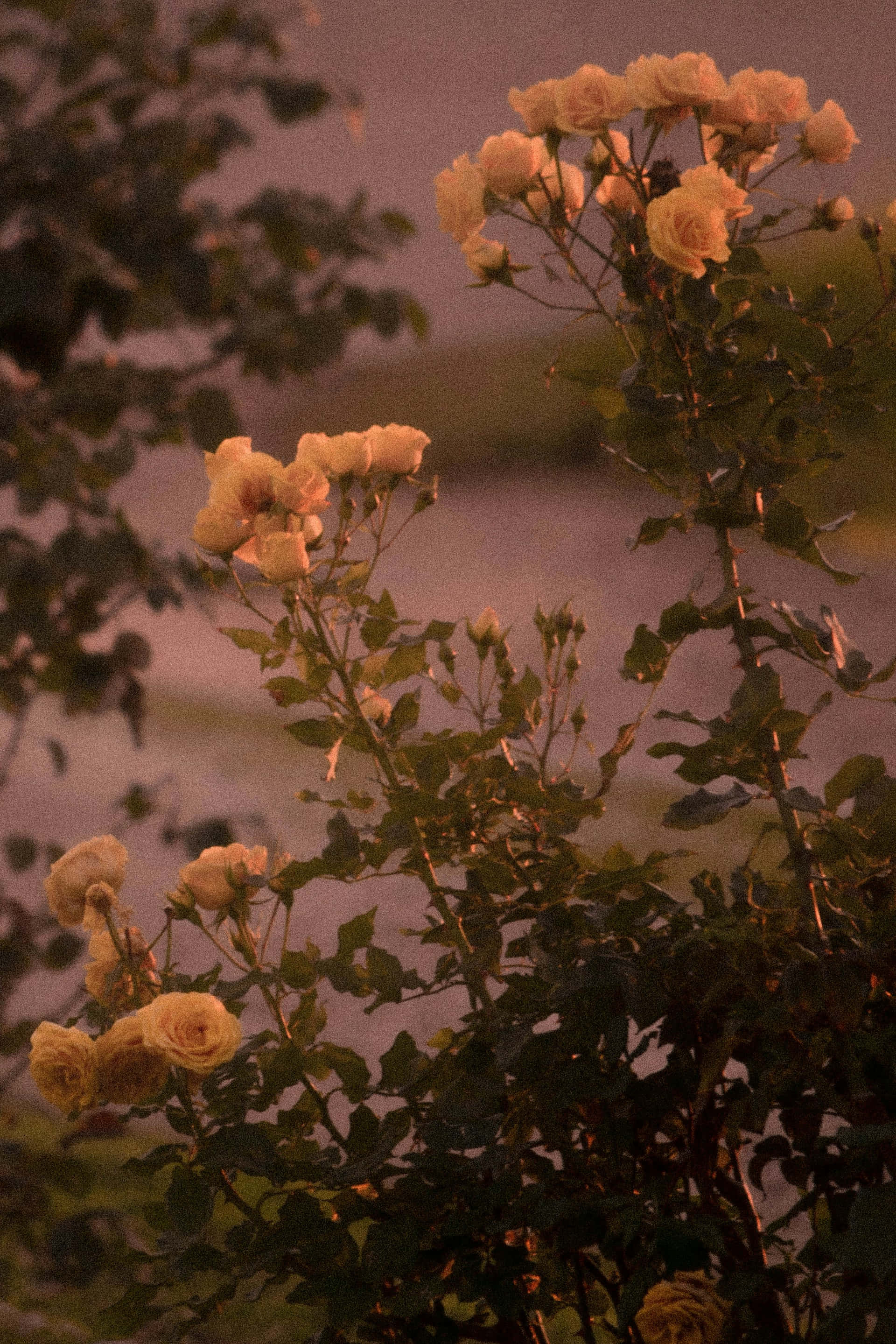 Moody Floral, twilight roses, soft peach roses, 2K Phone Wallpaper