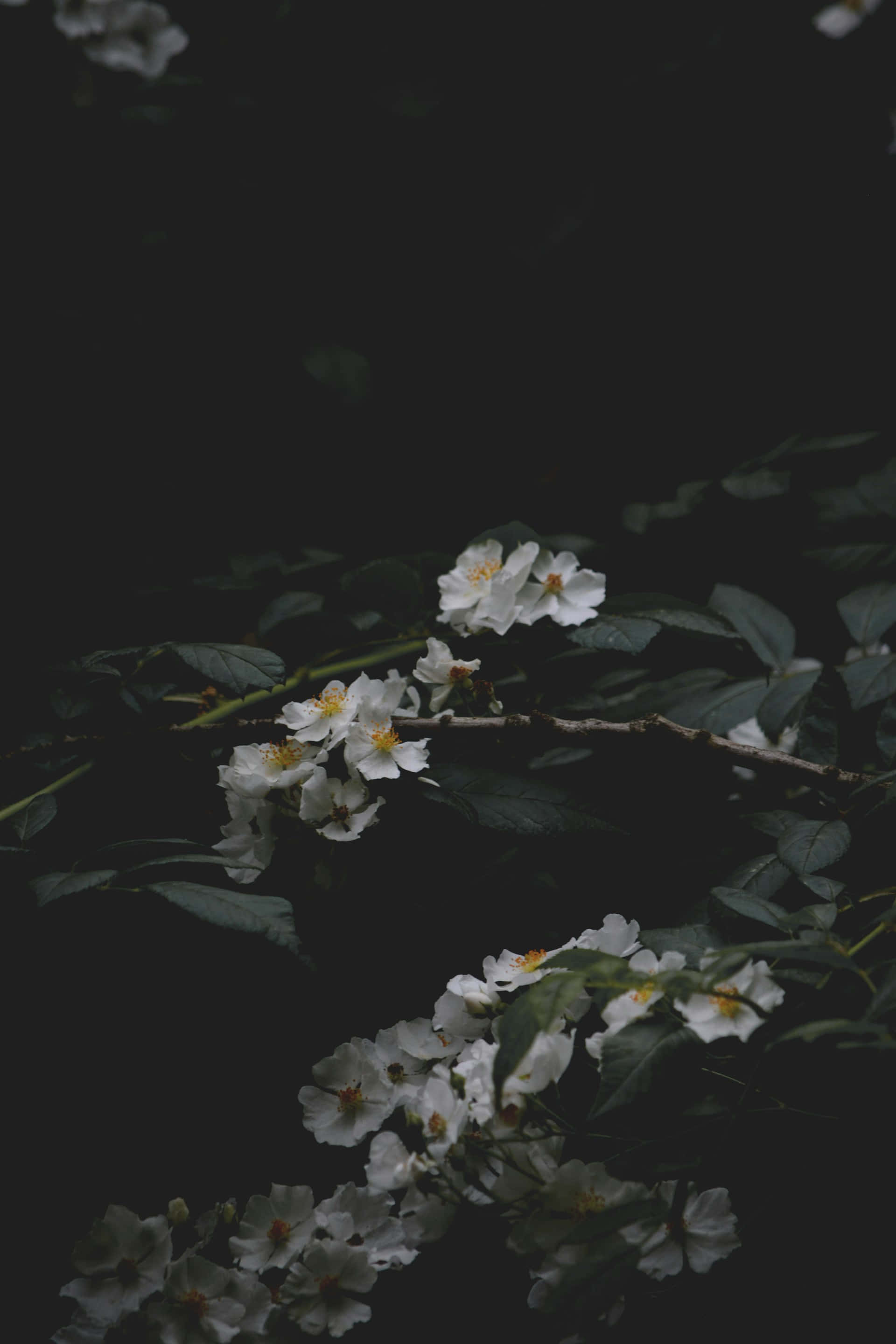 Moody Floral, white blossoms, yellow centers, 2K Phone Wallpaper