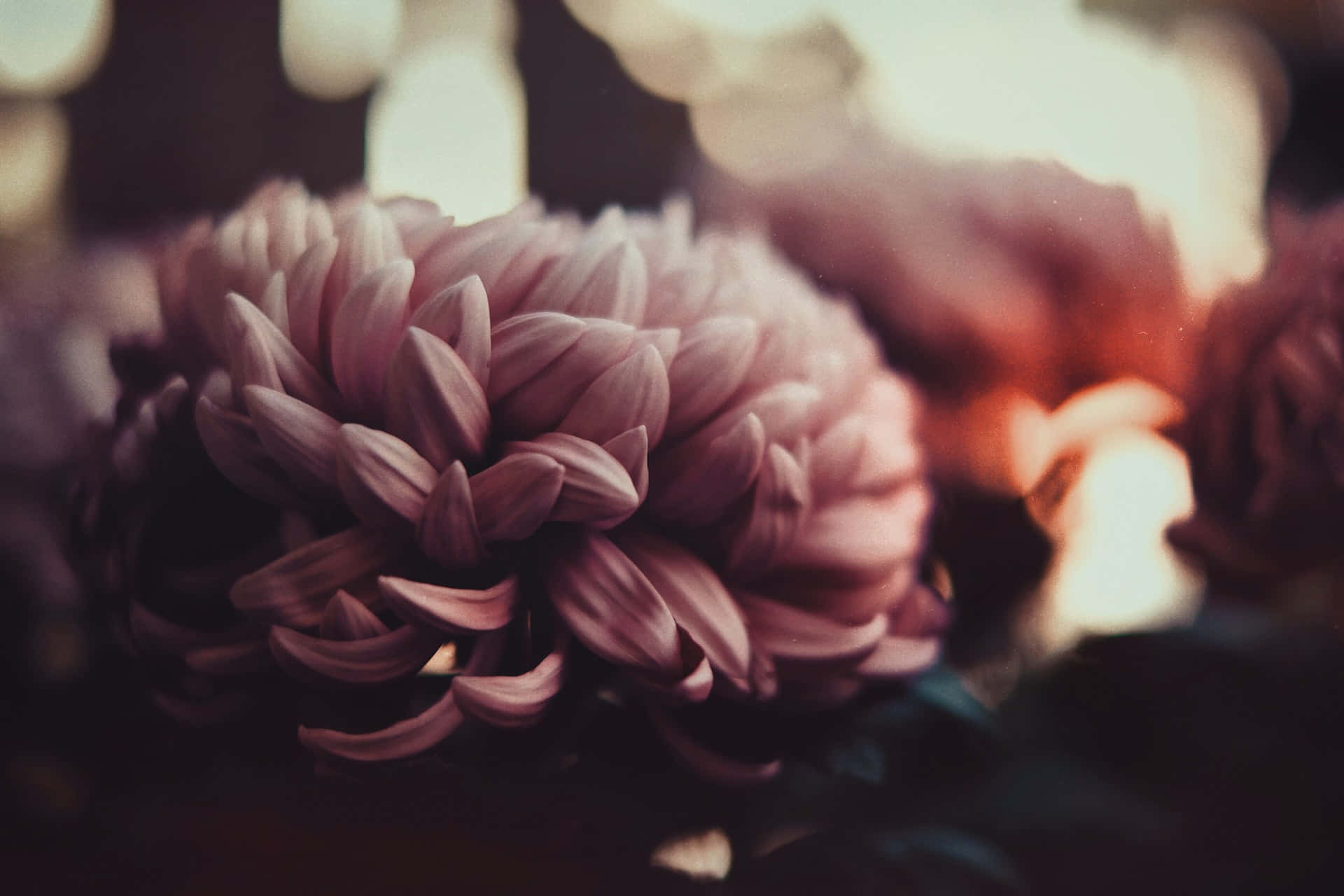 Moody Floral Backdrop Chrysanthemums, soft pink chrysanthemum, shallow focus, Full HD Desktop Wallpaper