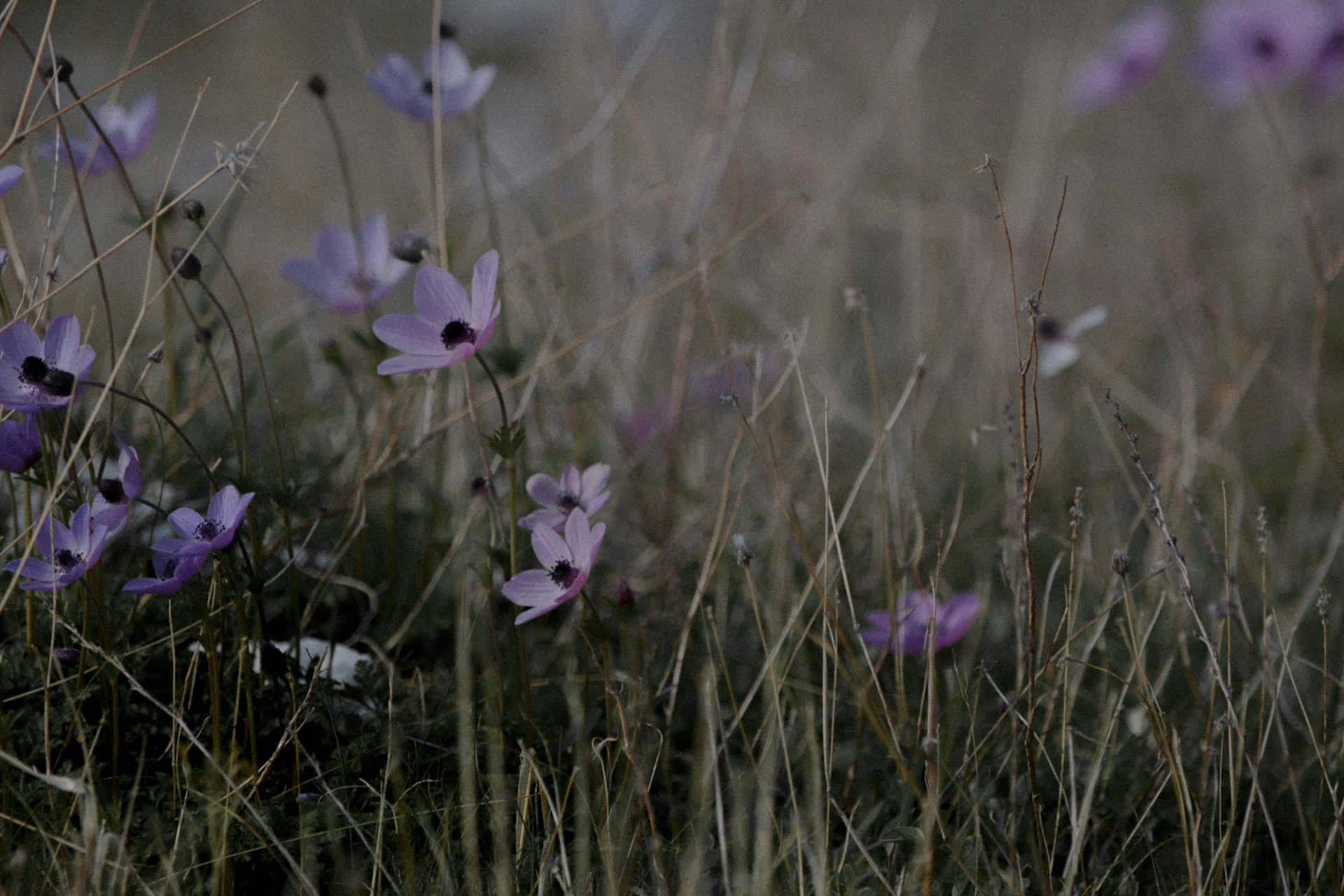 Moody Meadow Florals, purple flowers, dark centers, Full HD Desktop Wallpaper