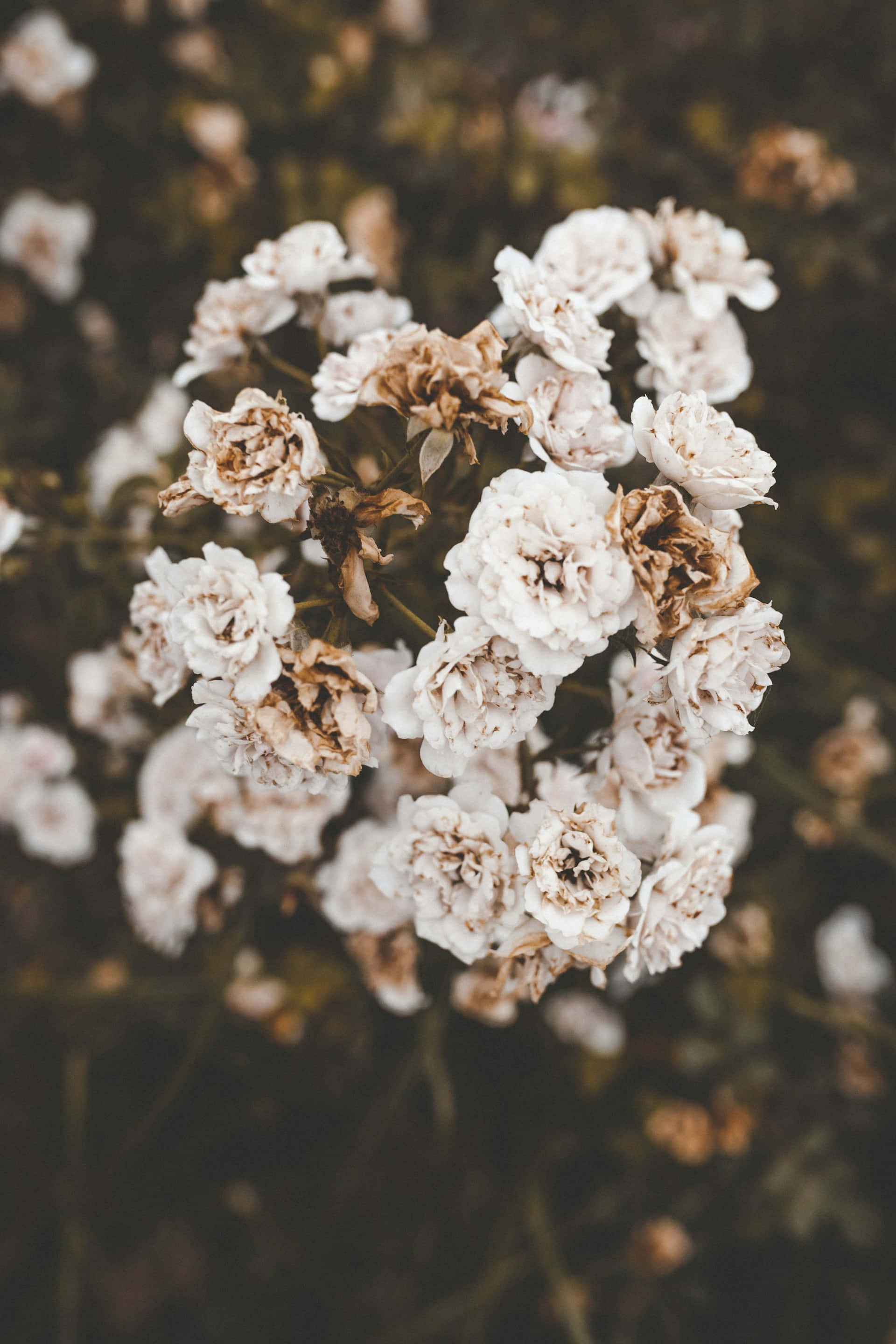 Moody Floral, white, beige, 2K Phone Wallpaper
