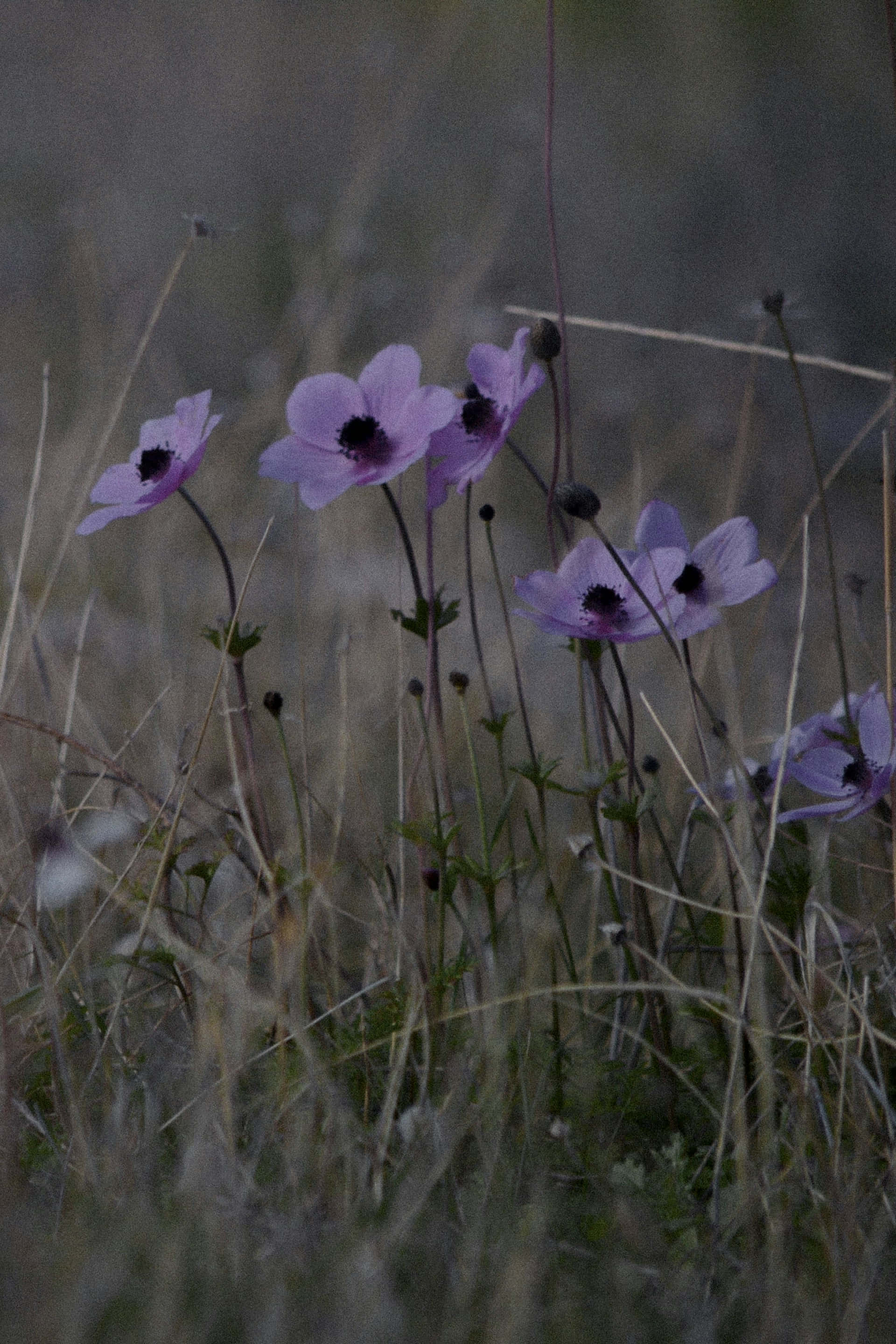 Moody Floral, dusk scene, purple flowers, 2K Phone Wallpaper