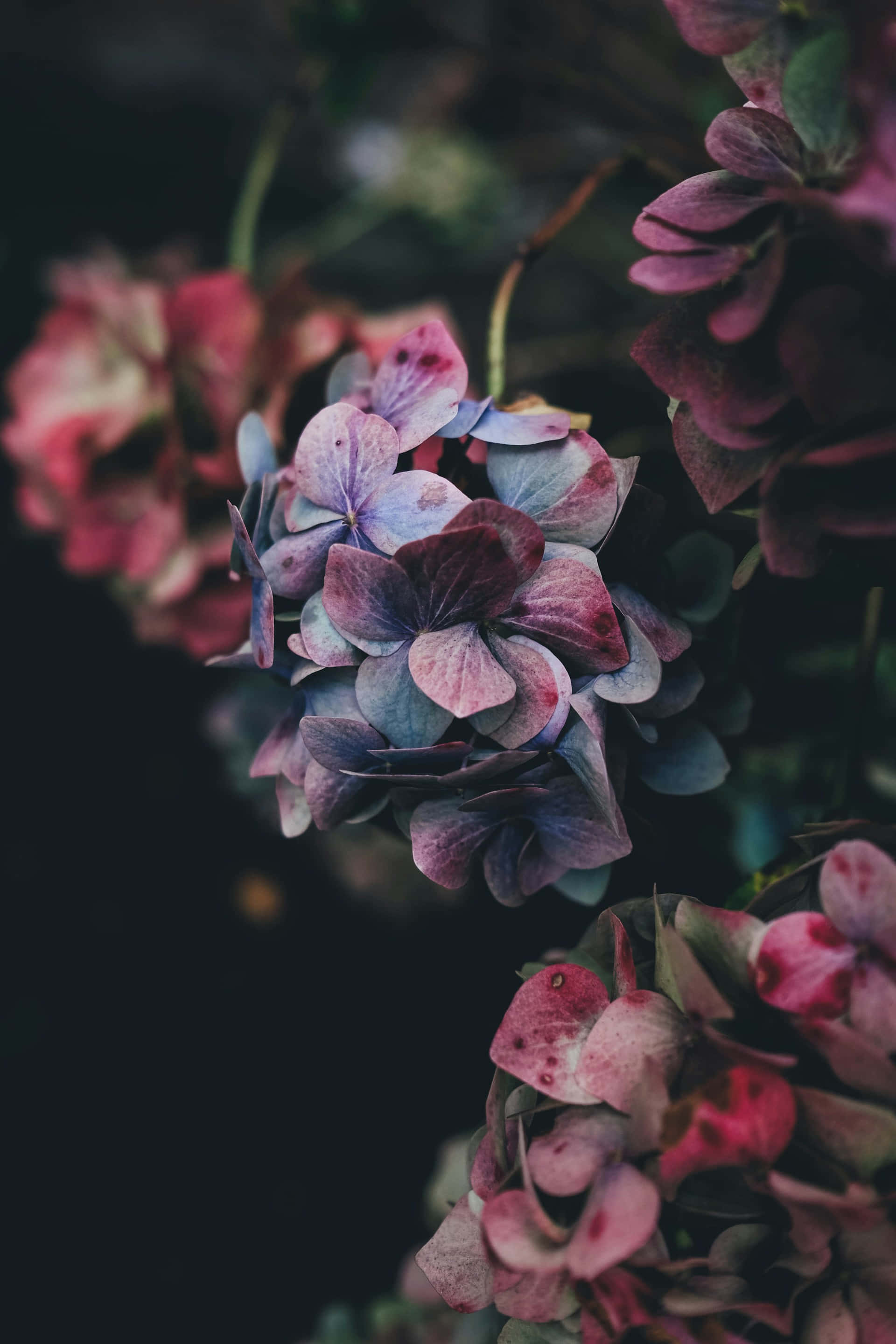 moody hydrangea floral, fading hydrangea blooms, muted purples pinks and blues, 2K Phone Wallpaper