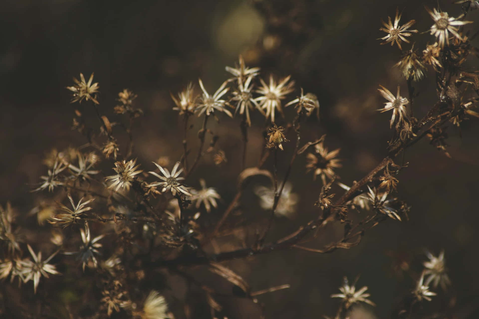 Moody Floral, dried seed heads, spiky petals, Full HD Desktop Wallpaper