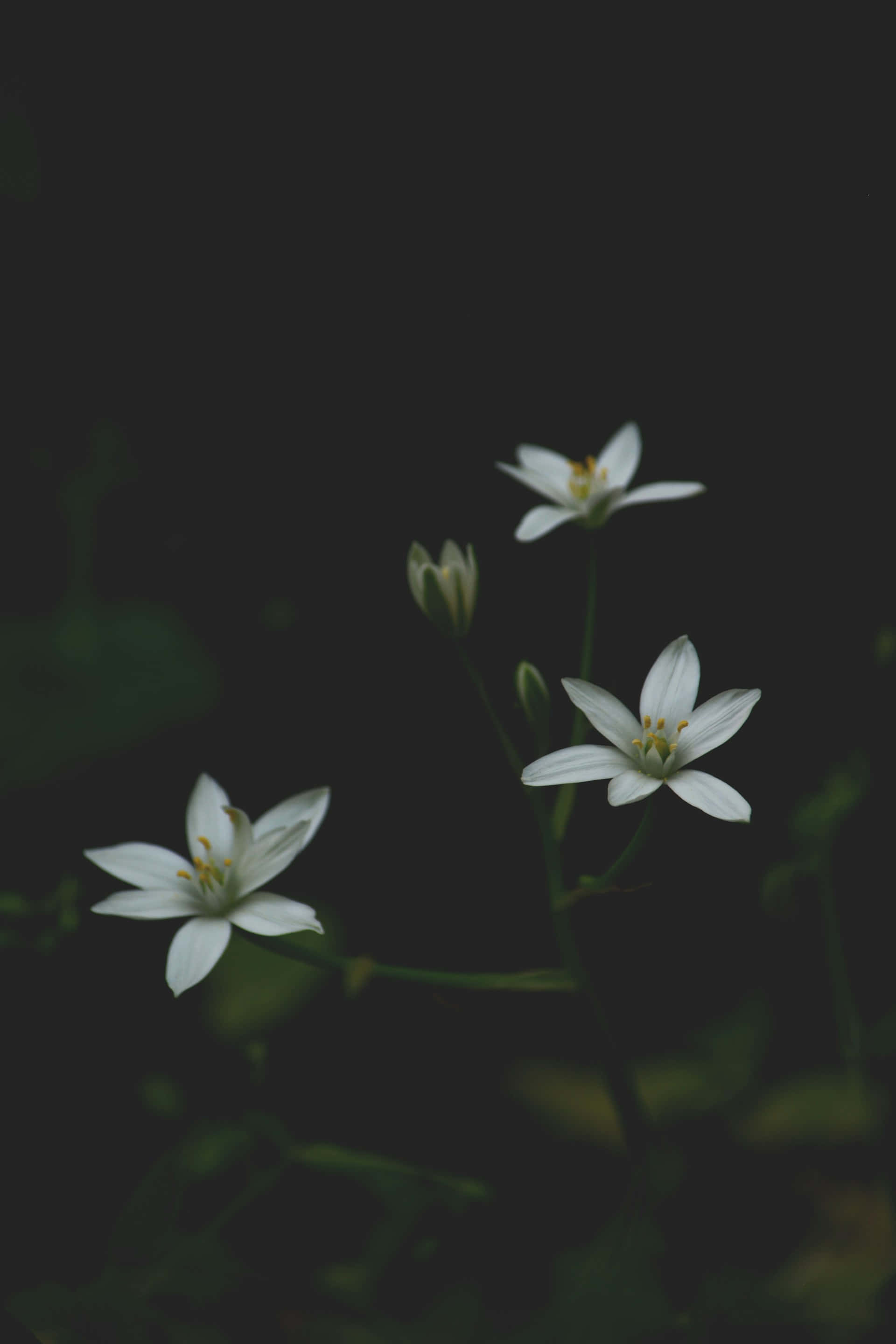 Moody Floral, white blossoms, dark background, 2K Phone Wallpaper