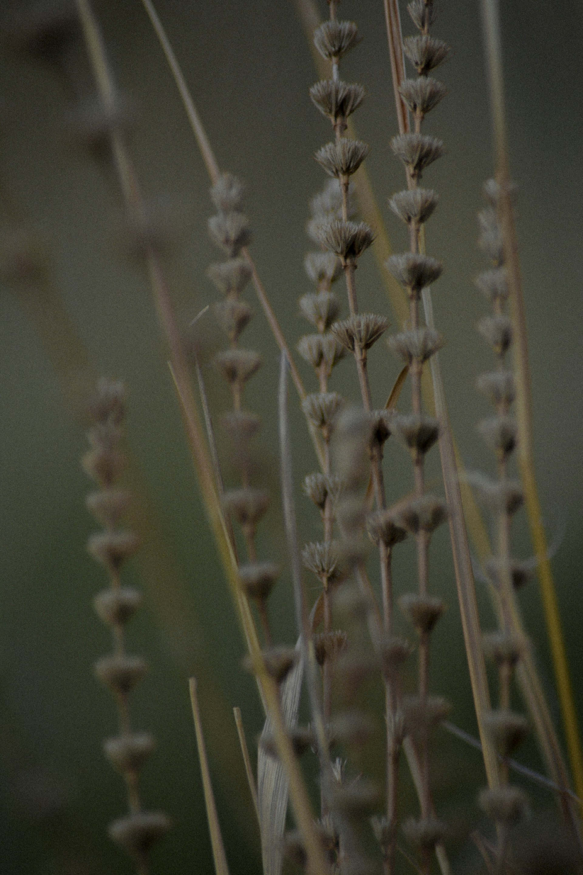 Moody Floral Stalks, dark nature backdrop, dried grass stems, 2K Phone Wallpaper