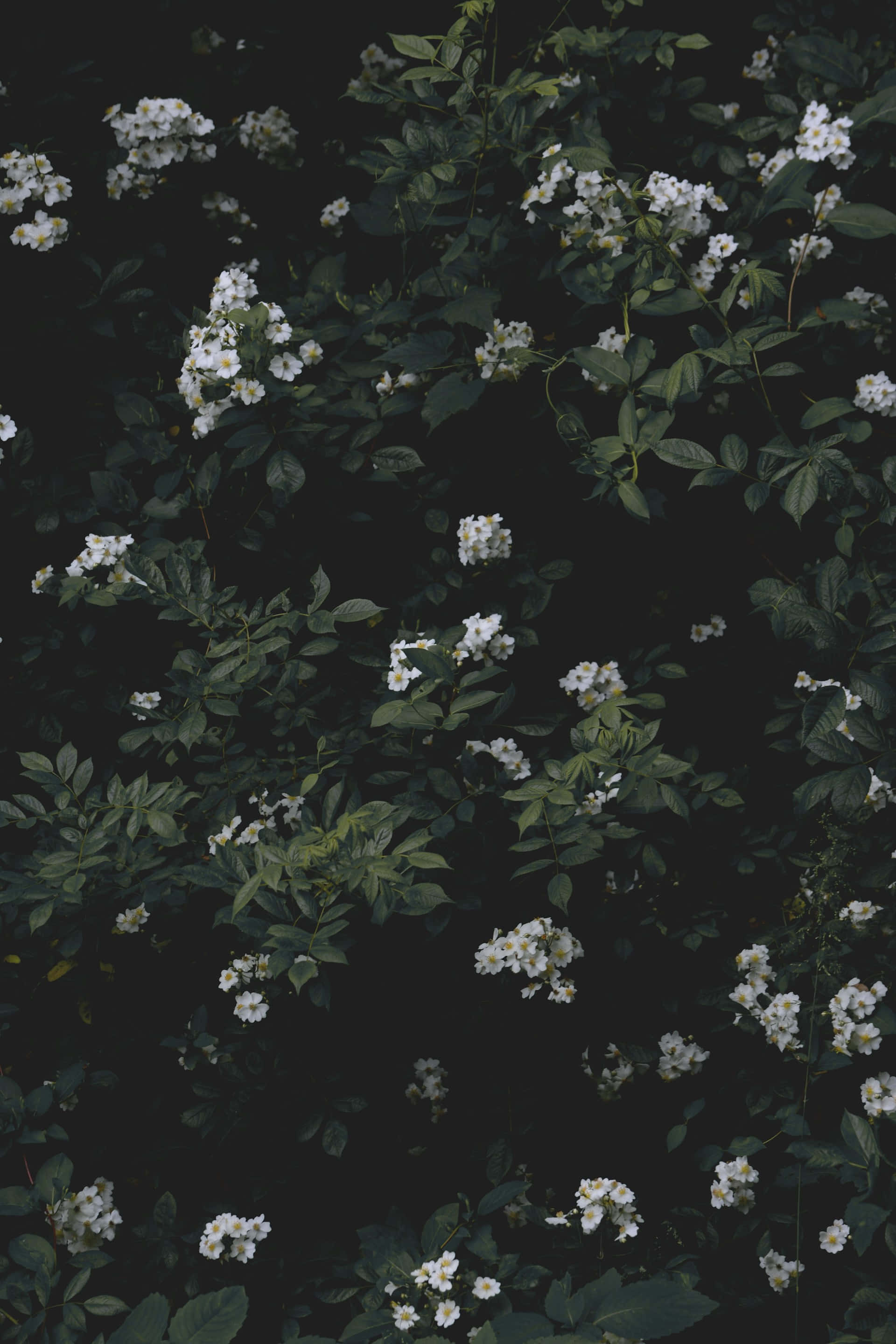 Moody Floral, dark background, white blossoms, 2K Phone Wallpaper