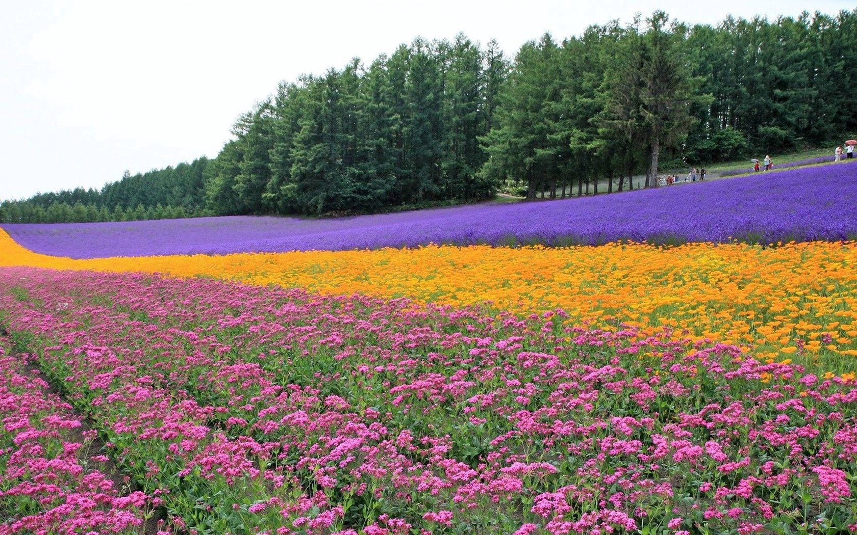 lavender fields, pink orange and purple flowers, sunlit field, HD Desktop Wallpaper