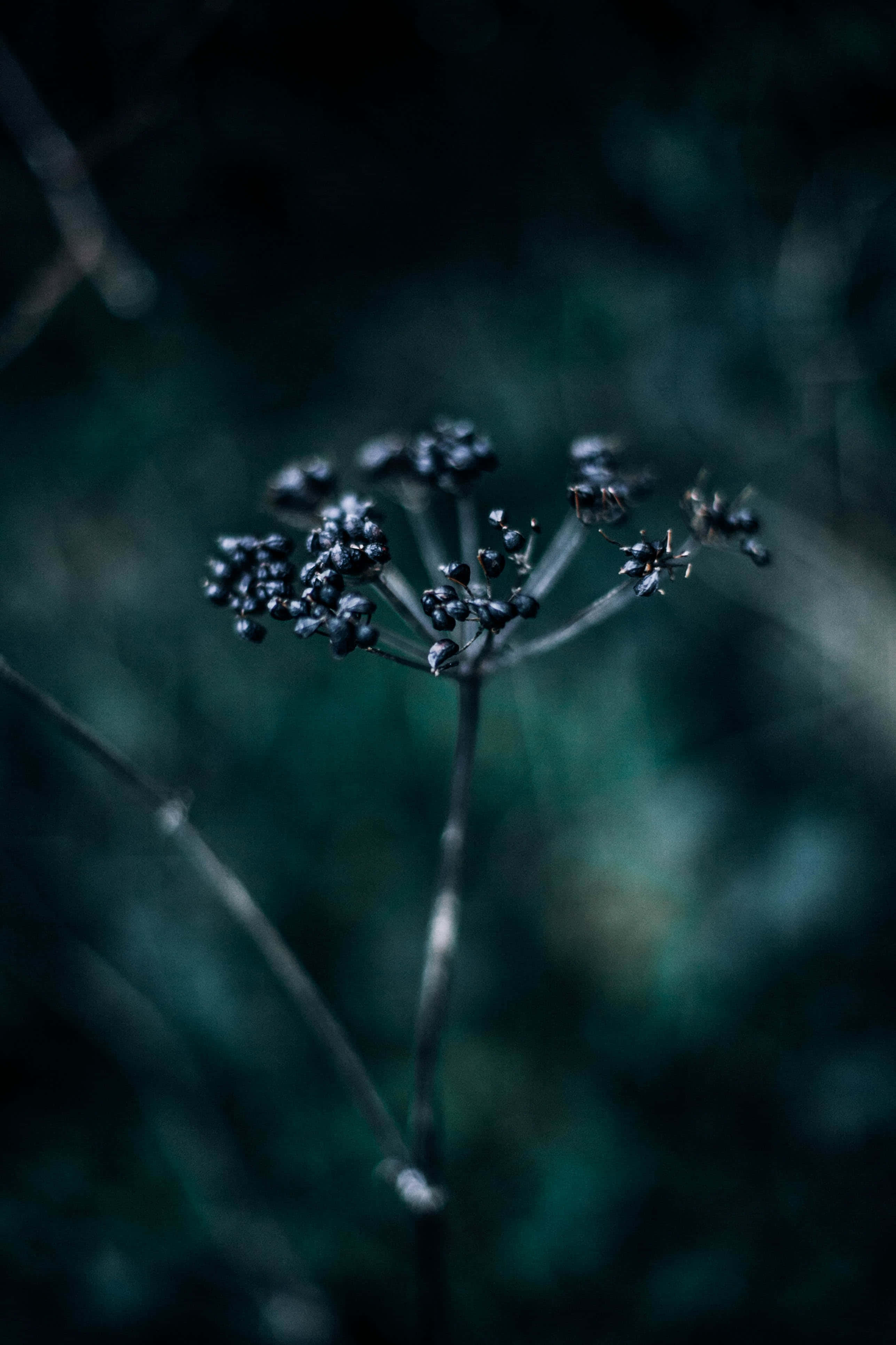 moody purple flower, dark berries, slender stem, 4K Phone Wallpaper