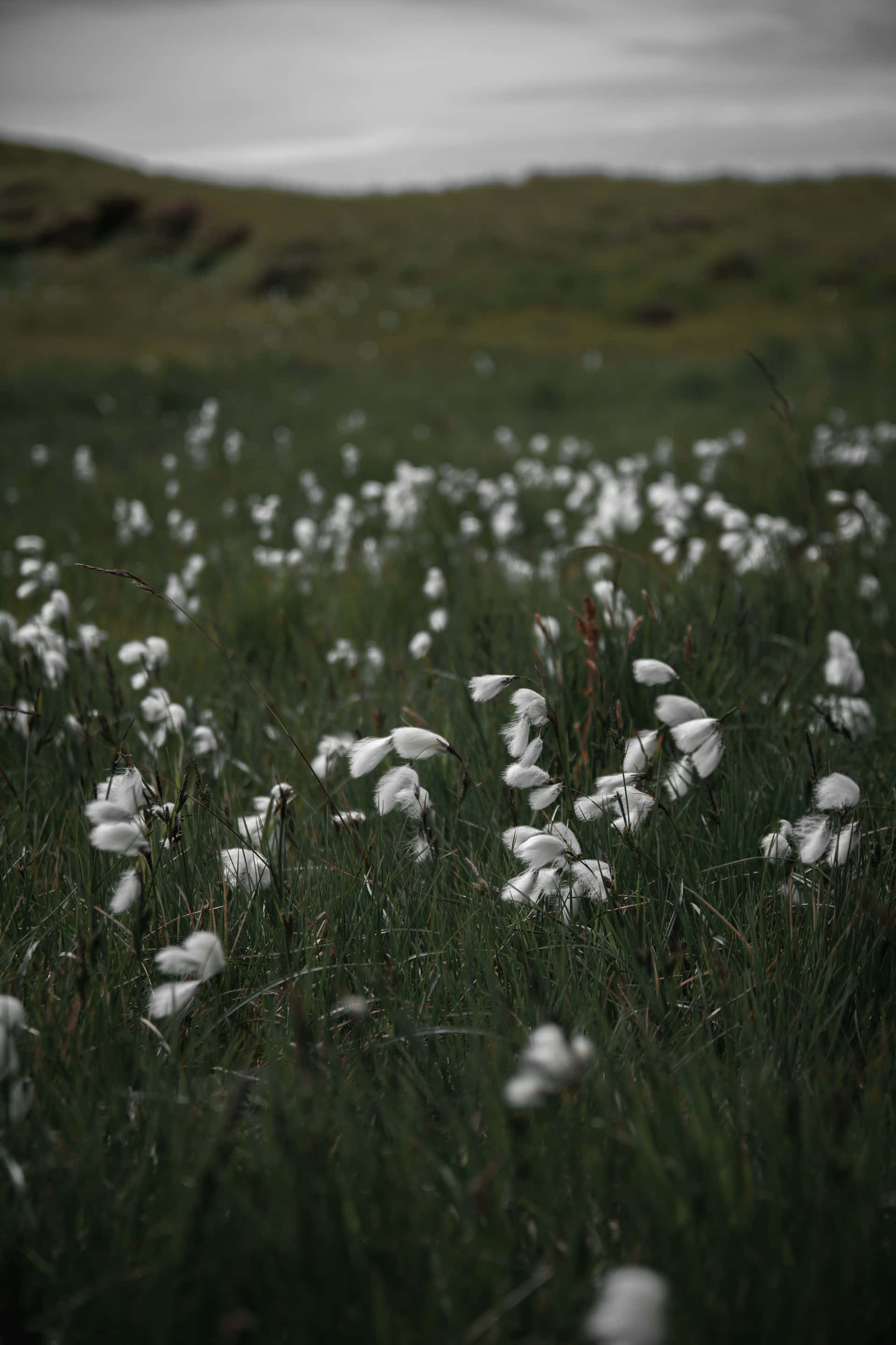 Moody Meadow Florals, soft white cotton grass, lush green meadow, 2K Phone Wallpaper