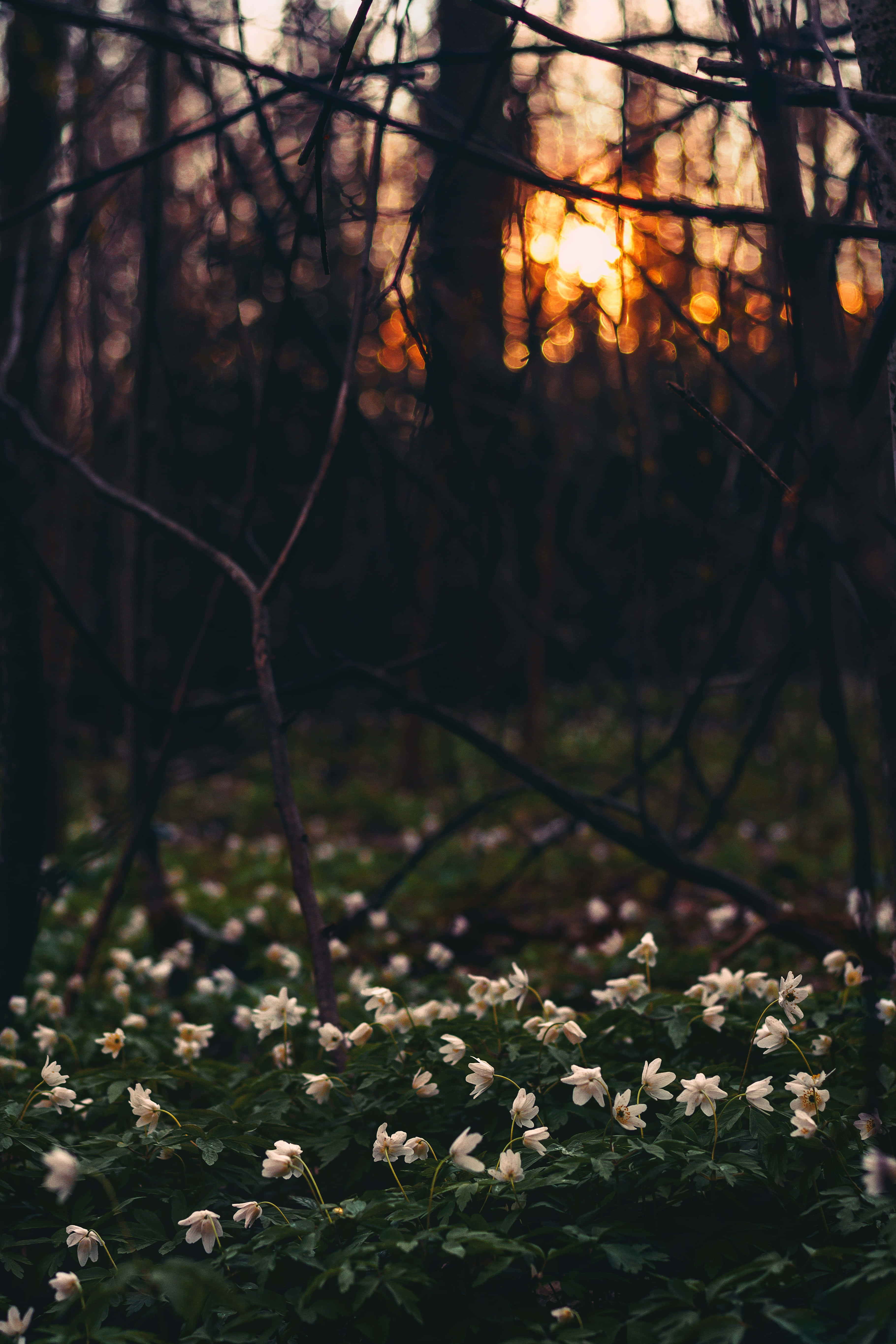 white flowers, forest floor, golden sunset, 5K Phone Wallpaper