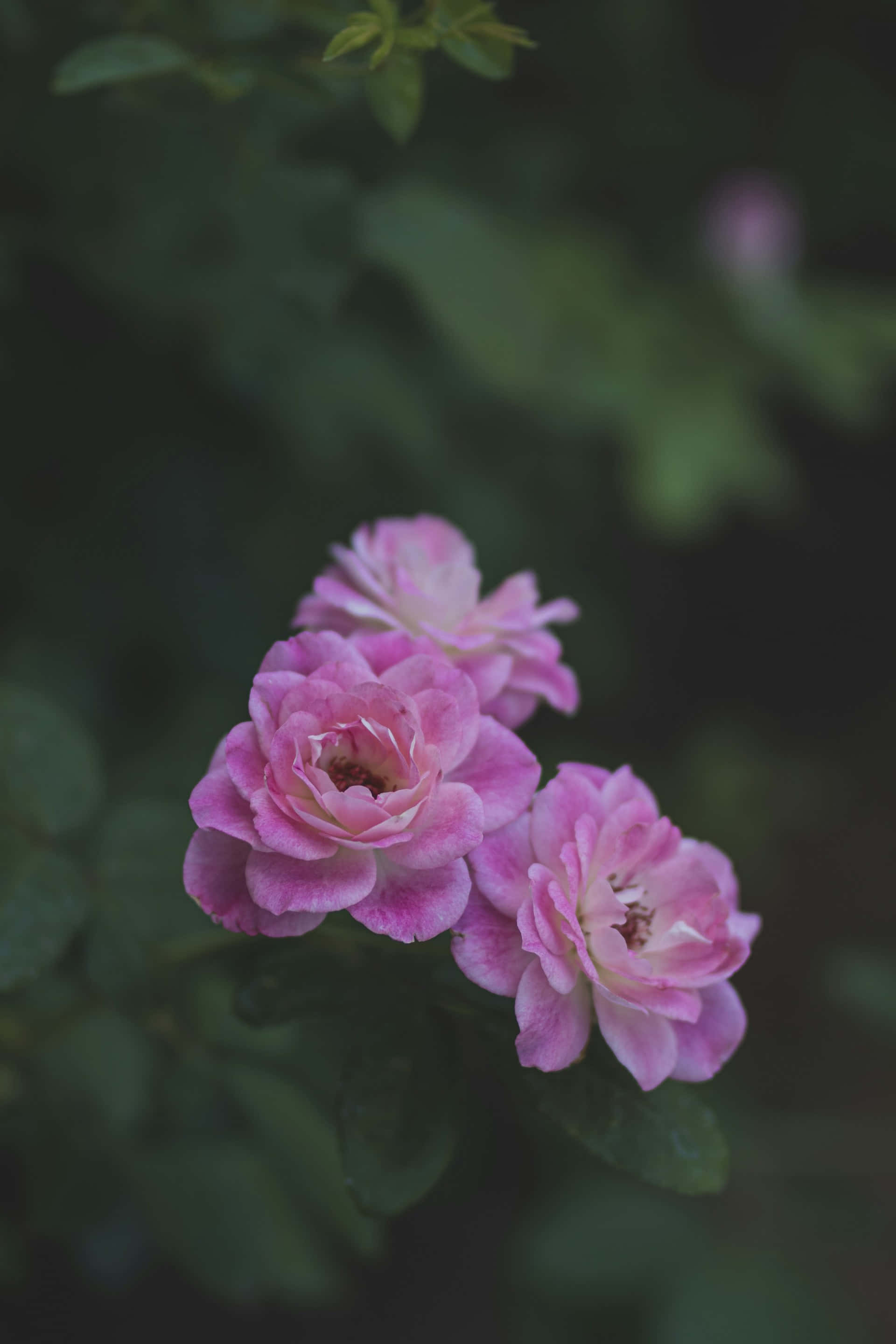 moody pink roses, dark background, pink roses, 2K Phone Wallpaper