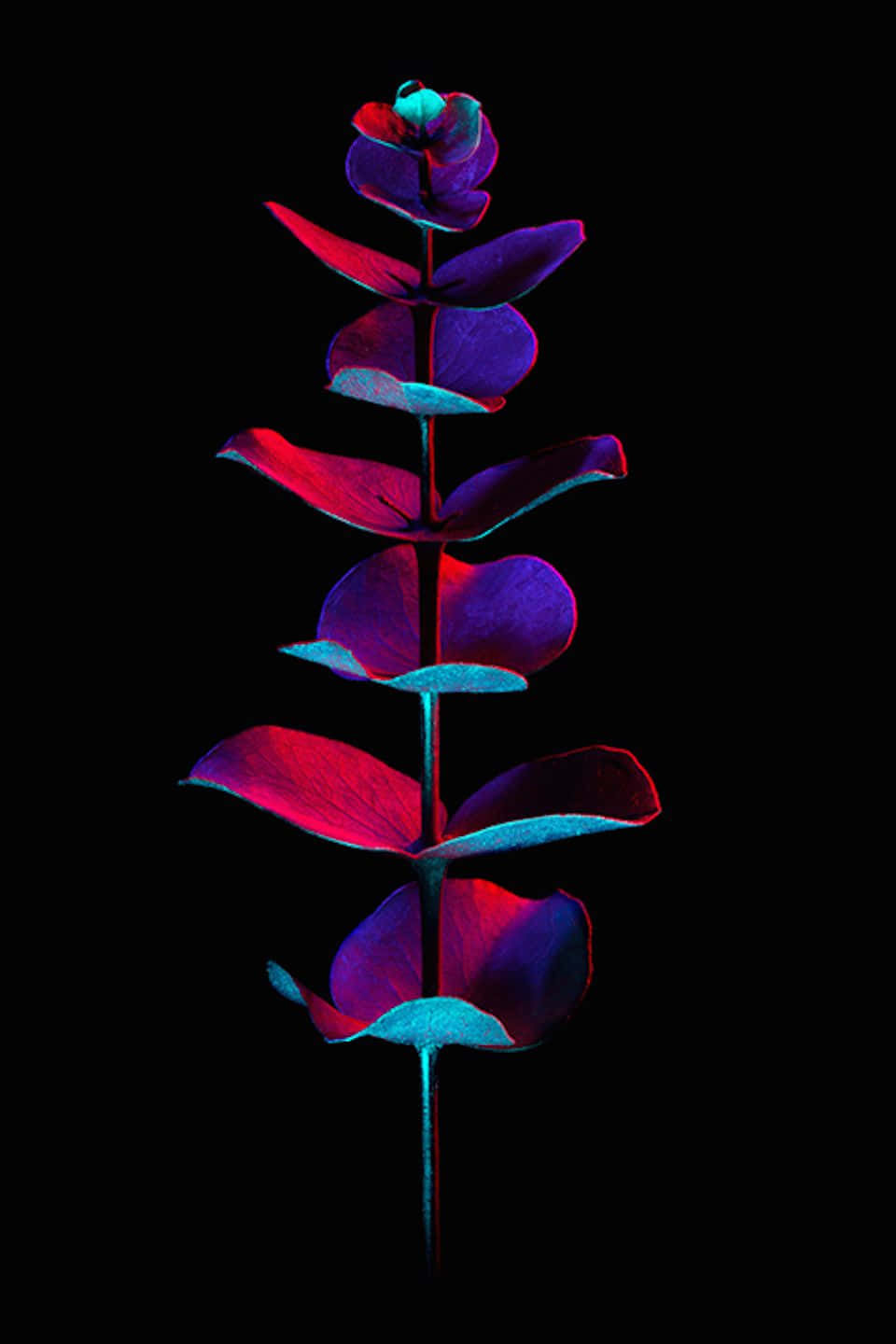 eucalyptus branch, neon pink, cyan, HD Phone Wallpaper
