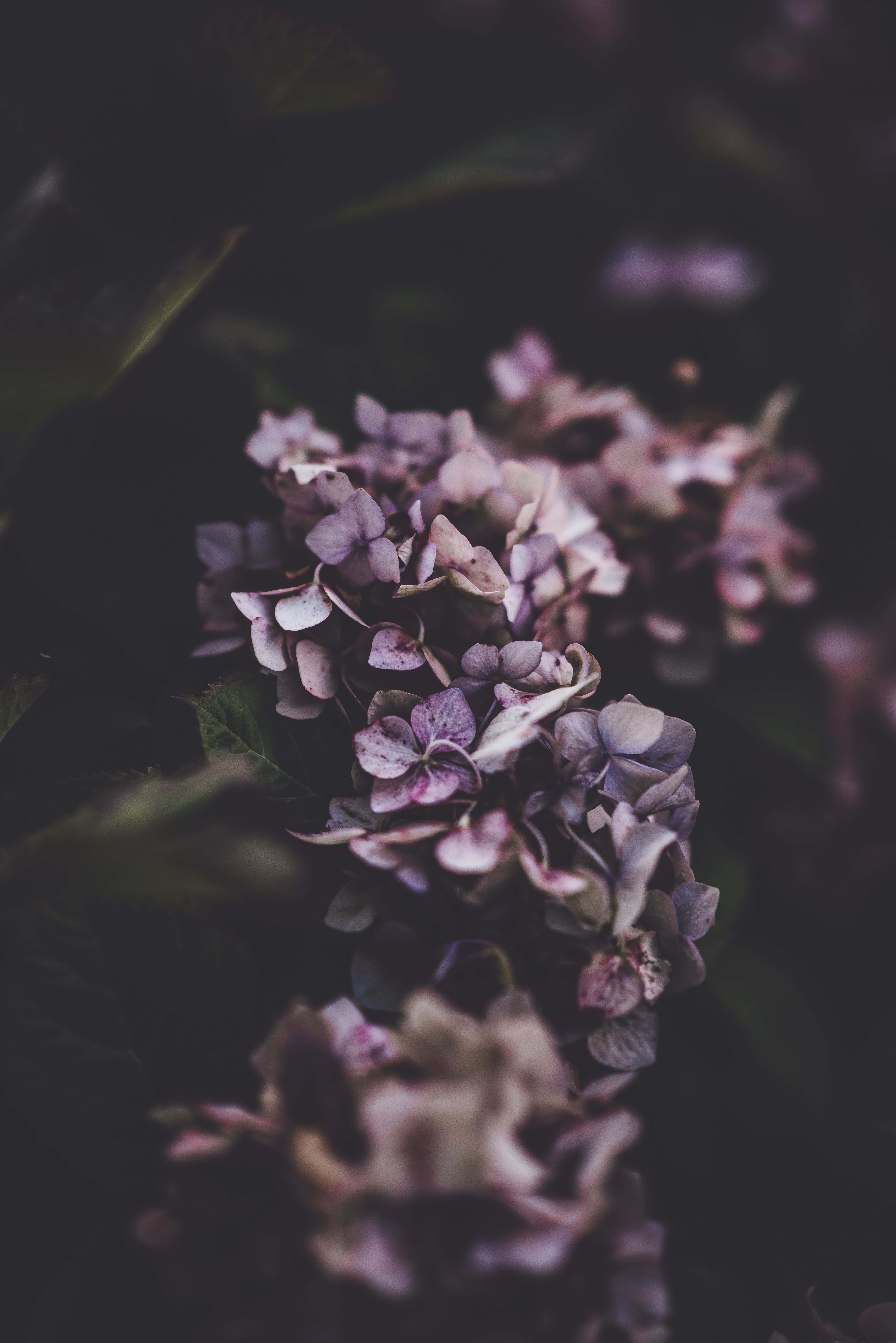 purple hydrangea blooms, dark blurred background, close-up, 8K Phone Wallpaper
