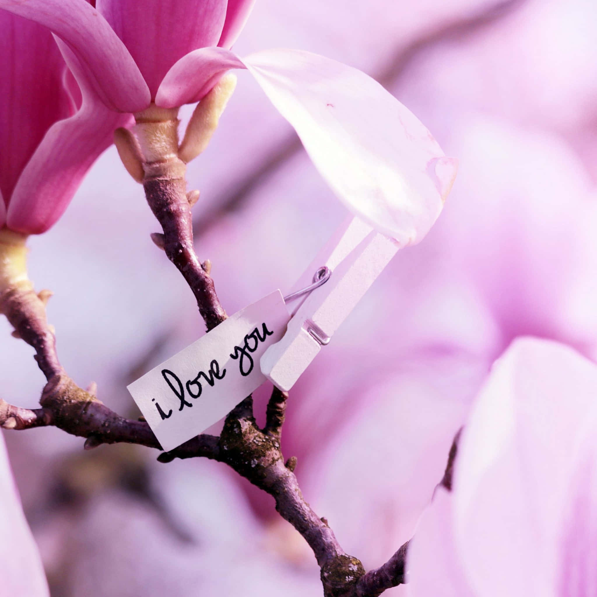 magnolia flower, pink magnolia bloom, white clothespin, Full HD Desktop Wallpaper