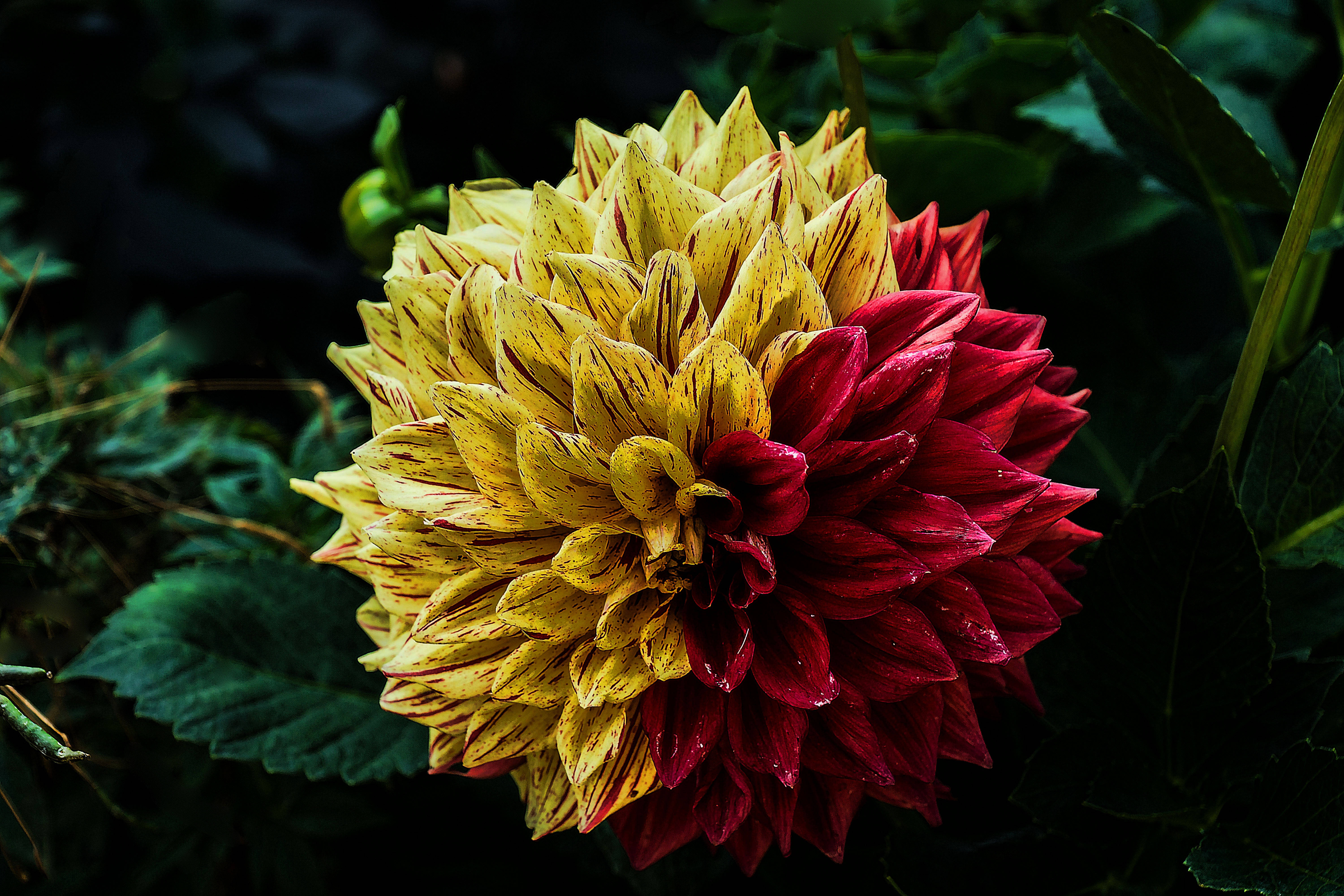vibrant dahlia flower, yellow petals streaked in red, deep red half, 5K Desktop Wallpaper
