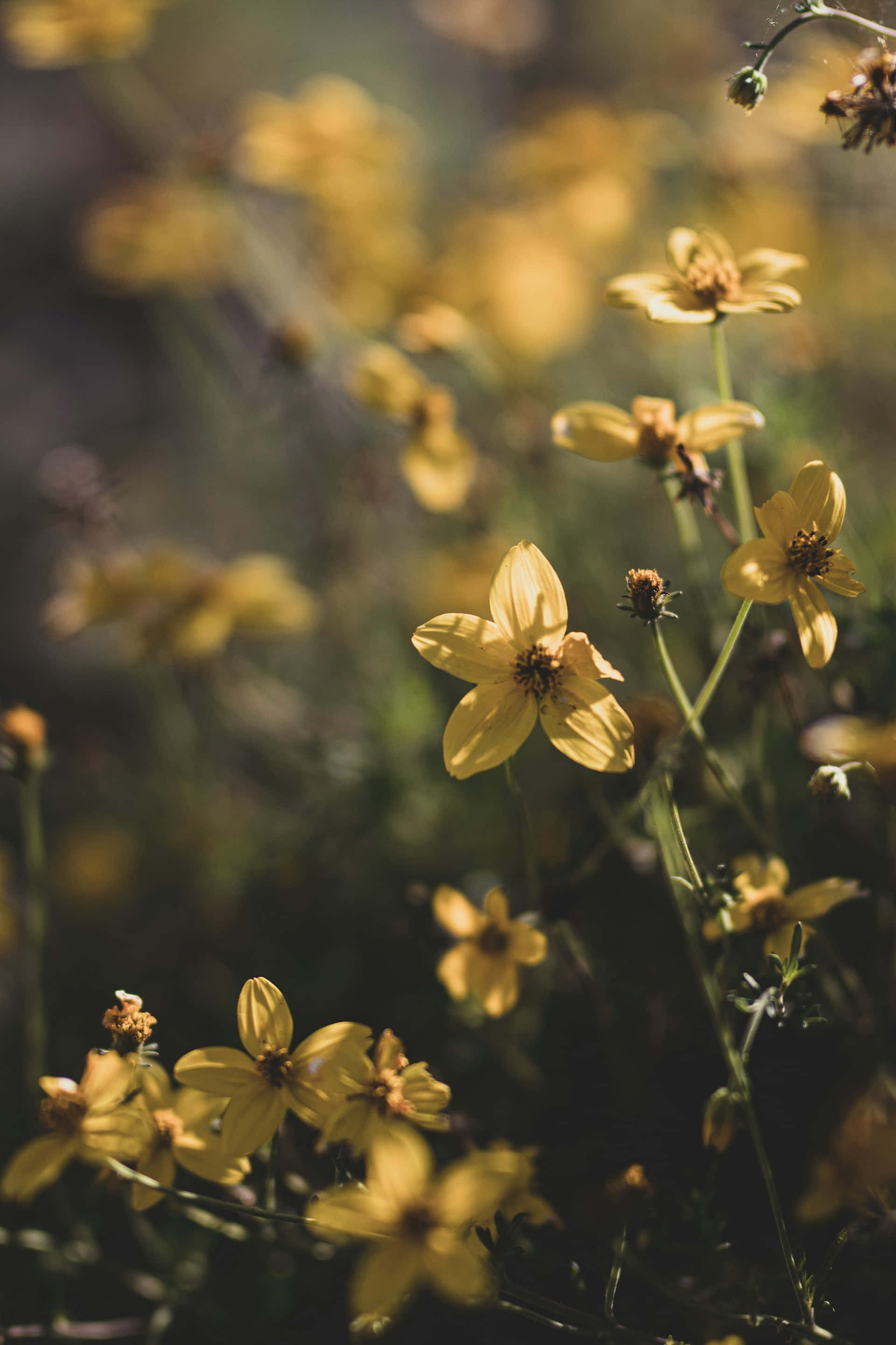 Moody Yellow Floral Backdrop, golden wildflowers, warm sunlight, 2K Phone Wallpaper