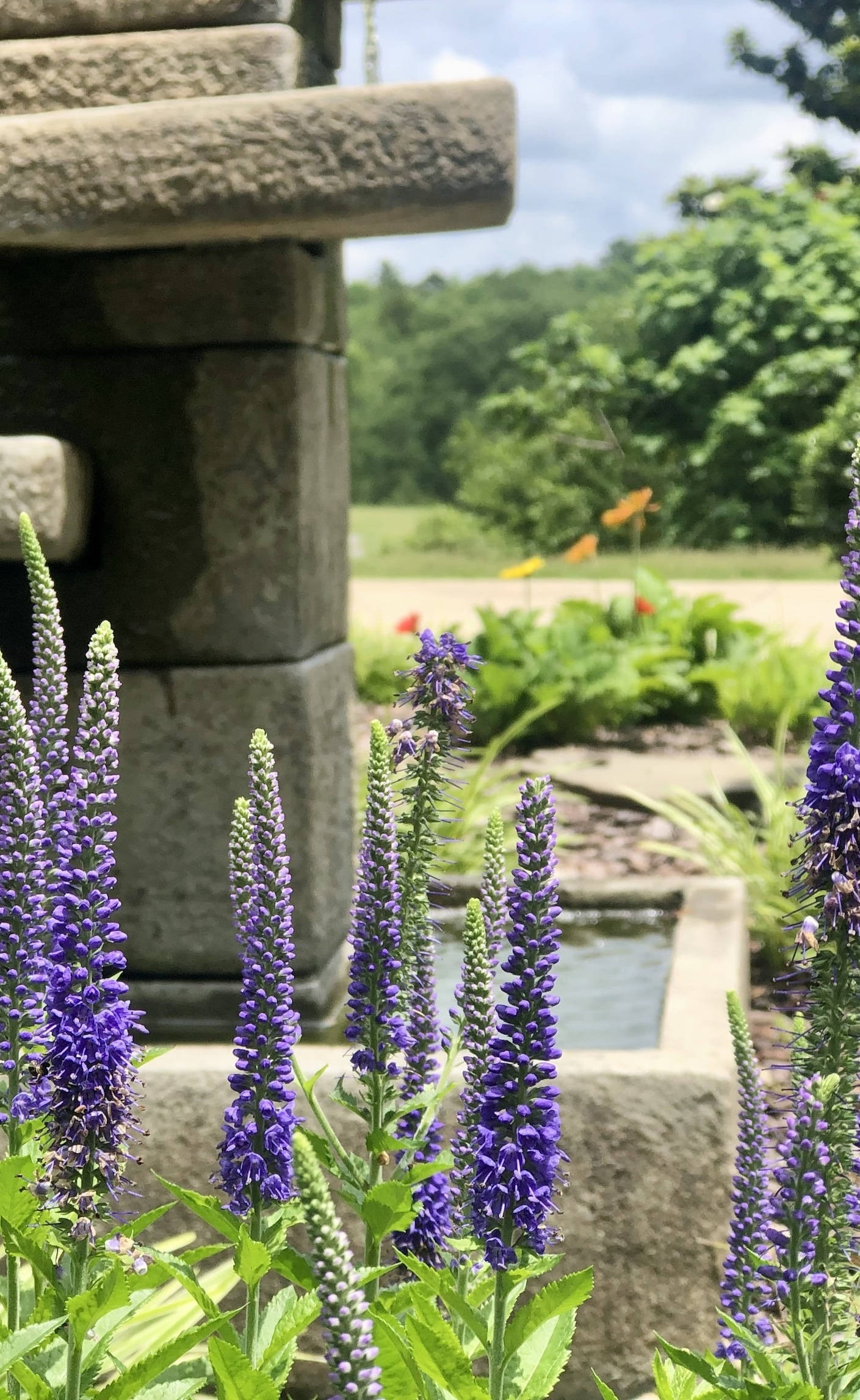 lavender purple flower buds, veronica flowers, weathered stone steps, Full HD Phone Wallpaper