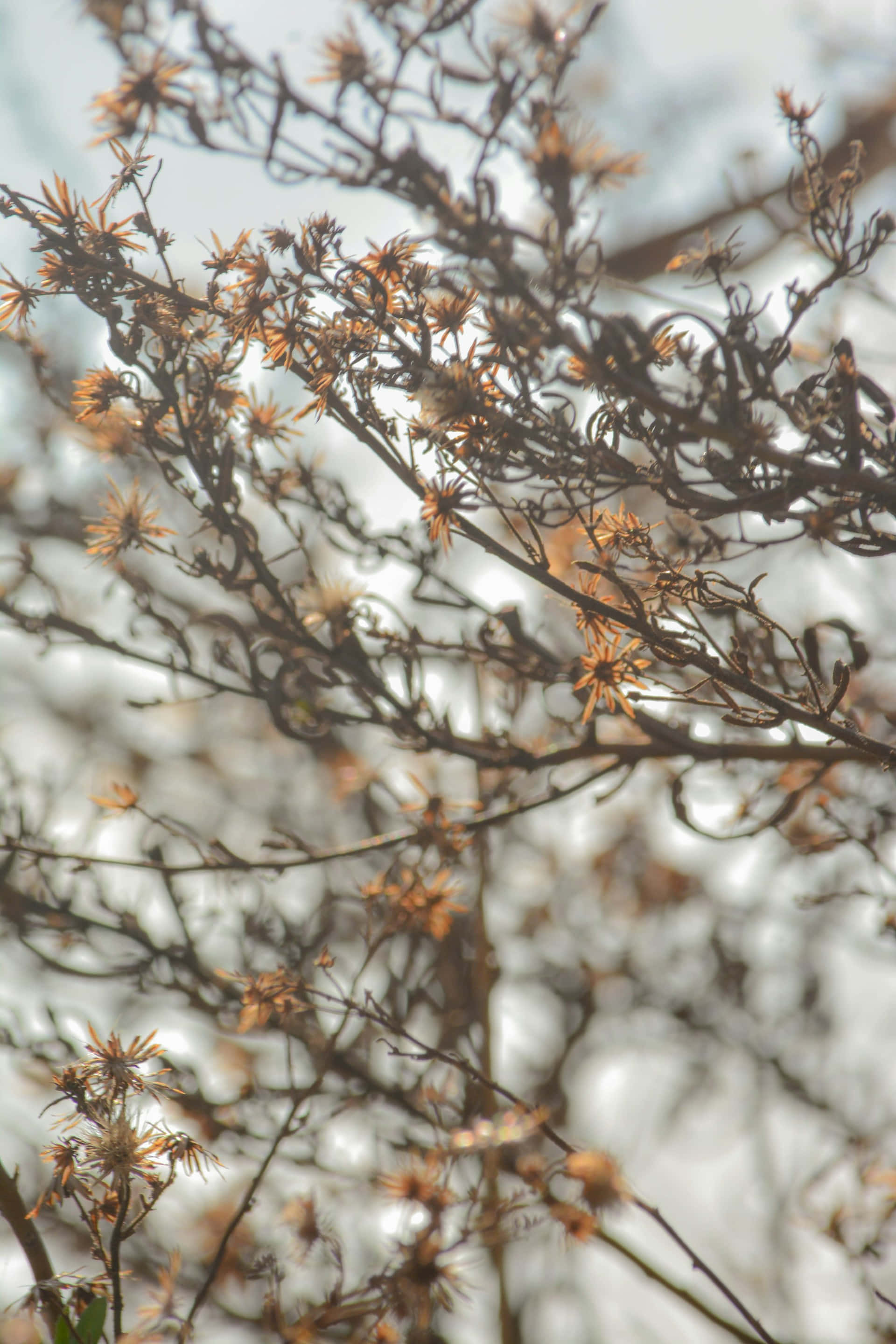 Moody Floral, twilight, dried flower heads, 2K Phone Wallpaper