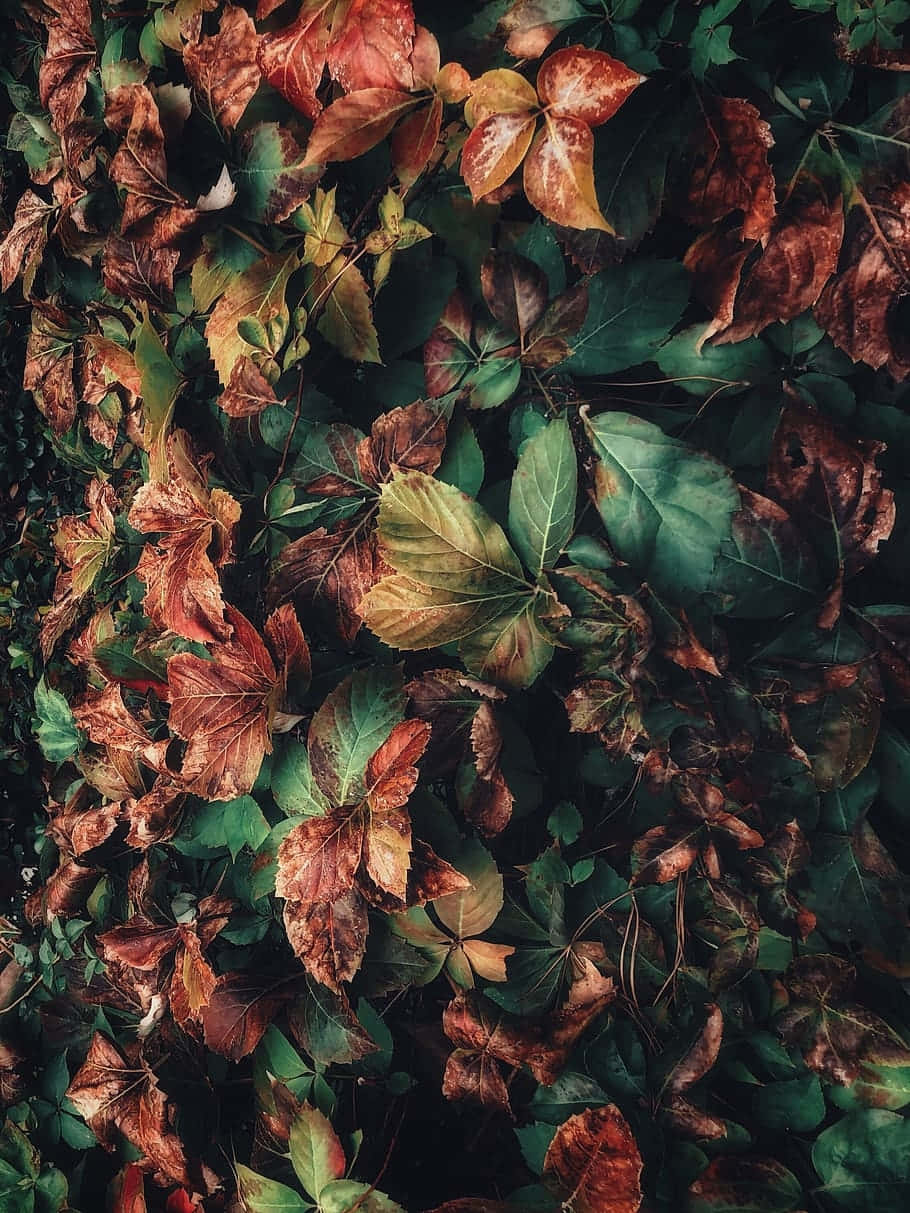 autumn leaves, rich reds, golds, SD Phone Wallpaper