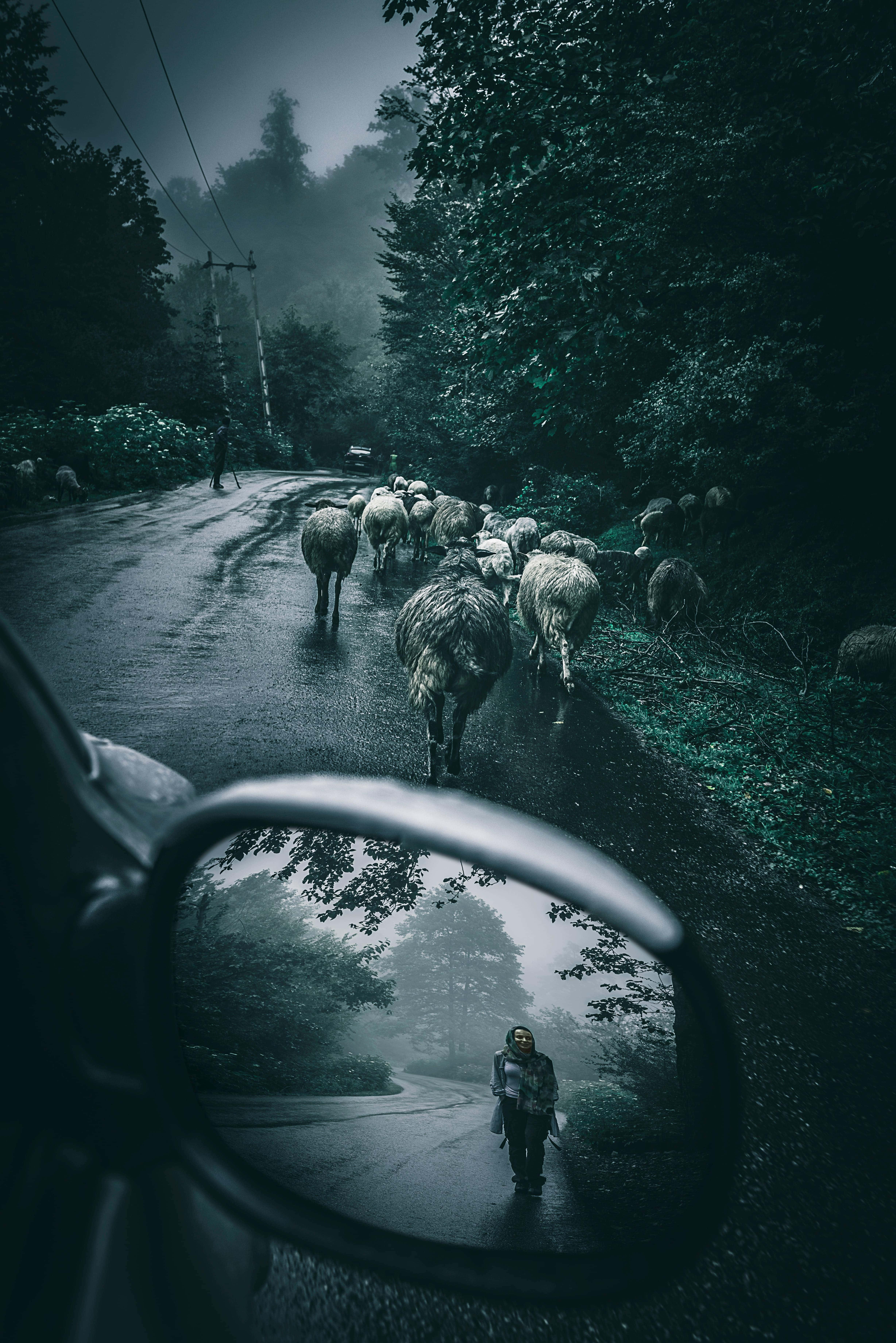 moody weather hd phone, misty forest road, shepherd, 5K Phone Wallpaper