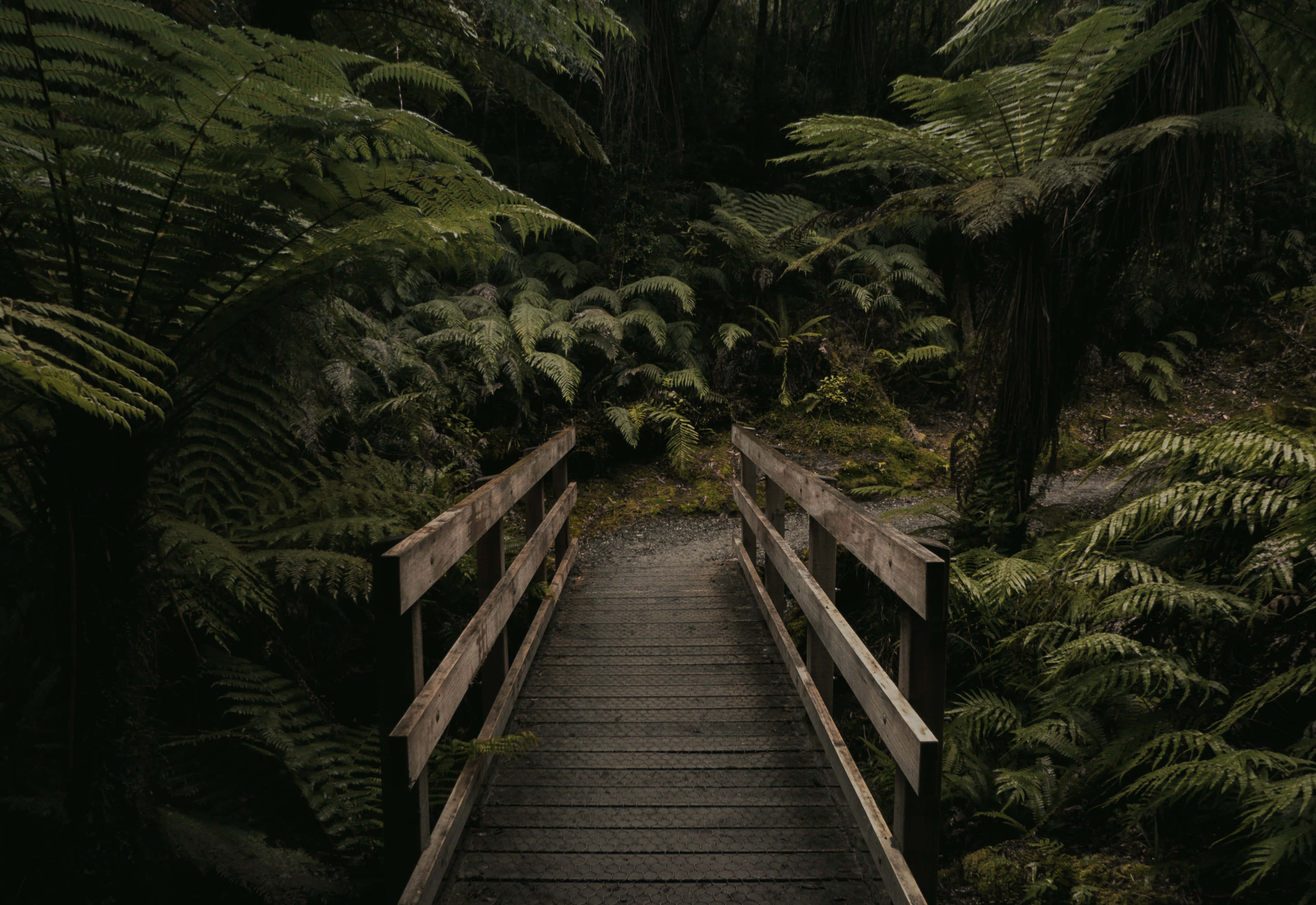 moody aesthetic forest, weathered wooden bridge, dense shadowy forest, 4K Desktop Wallpaper