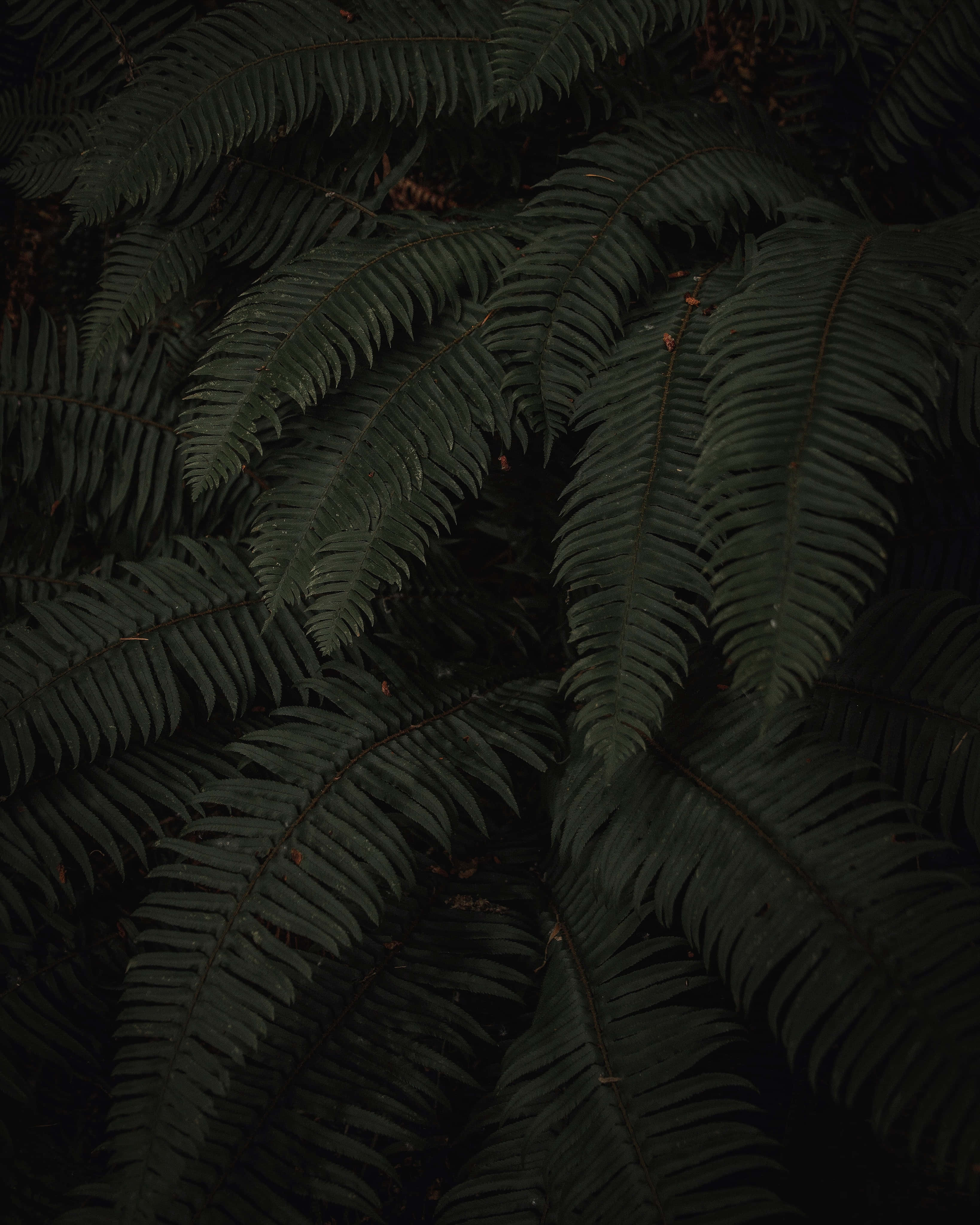 Moody, green fern, dark green, 4K Phone Wallpaper