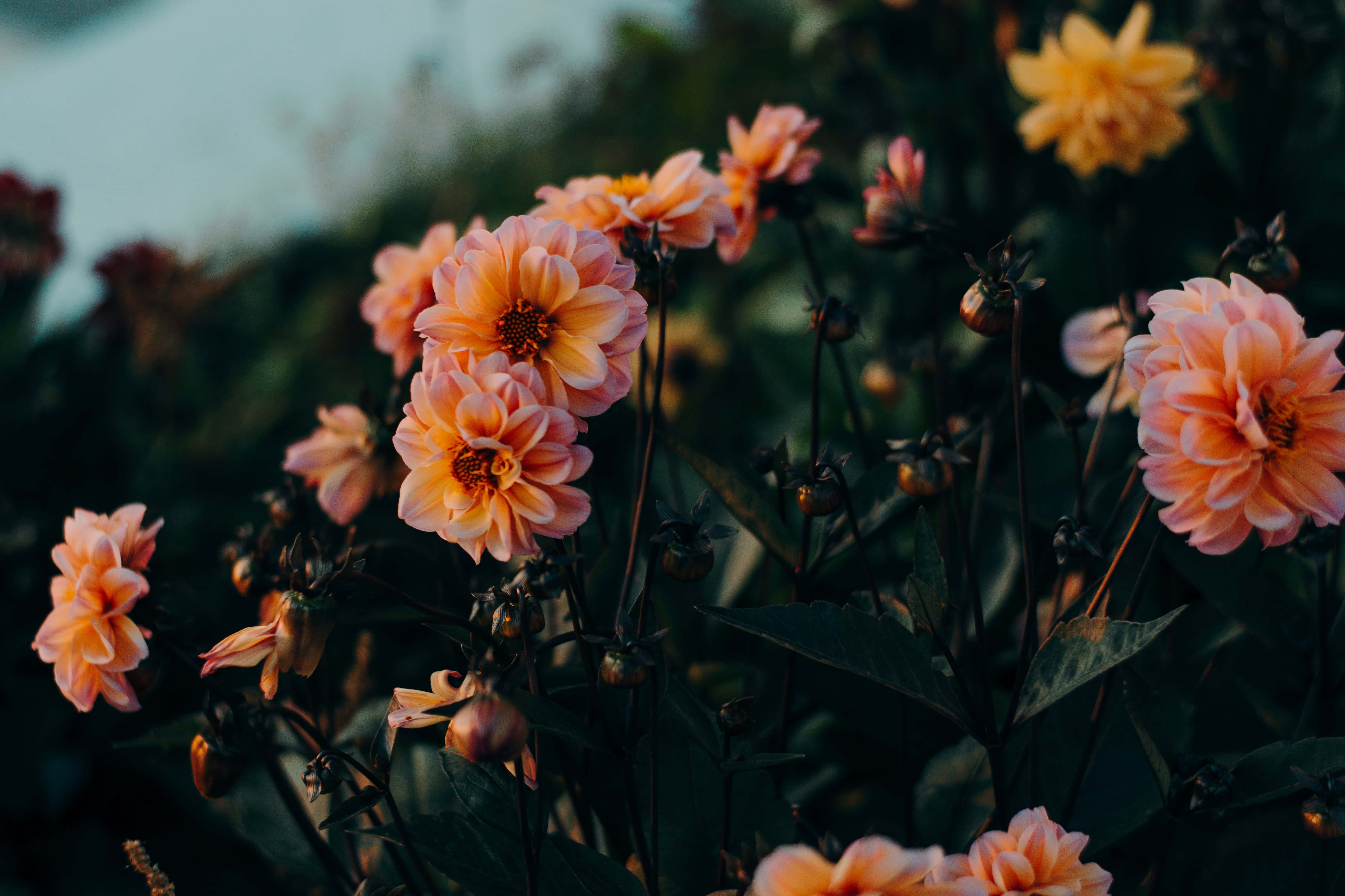Moody Dahlia Flowers, soft peach dahlia blooms, dark green foliage, 5K Desktop Wallpaper
