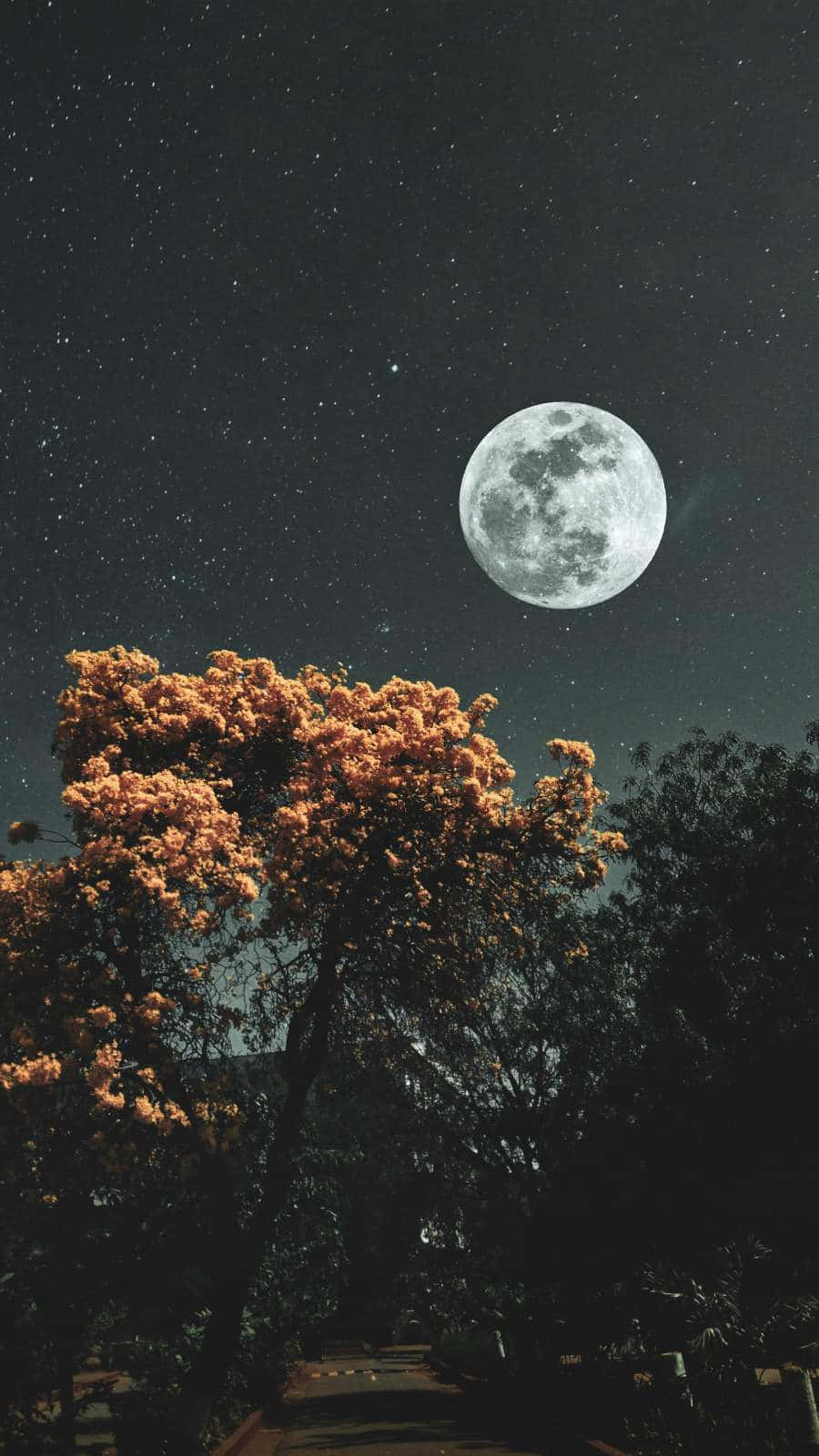 Moon And Stars iPhone, full moon, tree, HD Phone Wallpaper