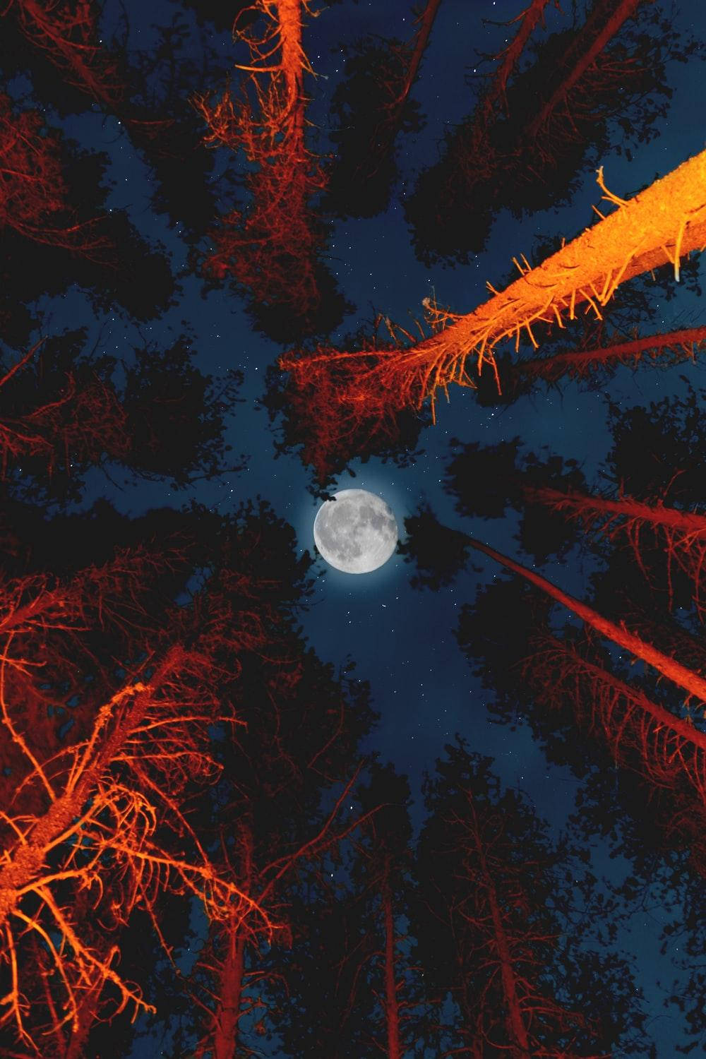 Full Moon, towering trees, warm orange light, HD Phone Wallpaper