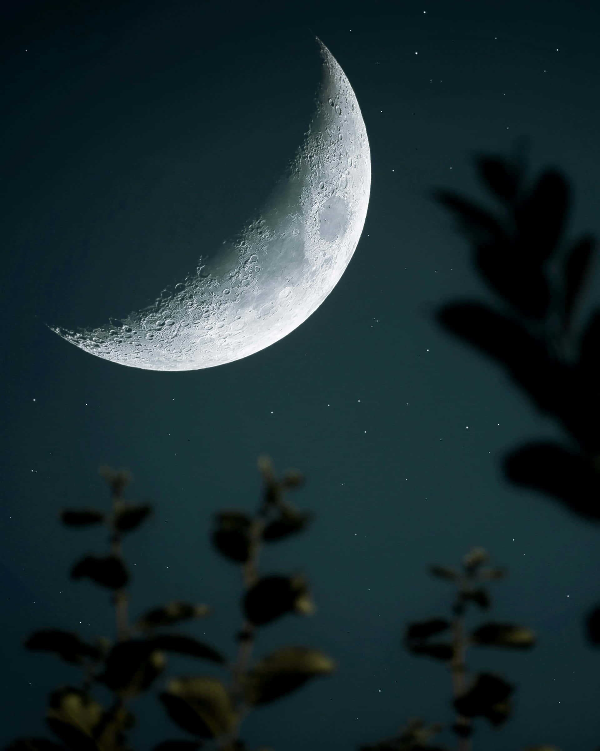 crescent moon, starry night sky, dark silhouetted tree branches, Full HD Phone Wallpaper