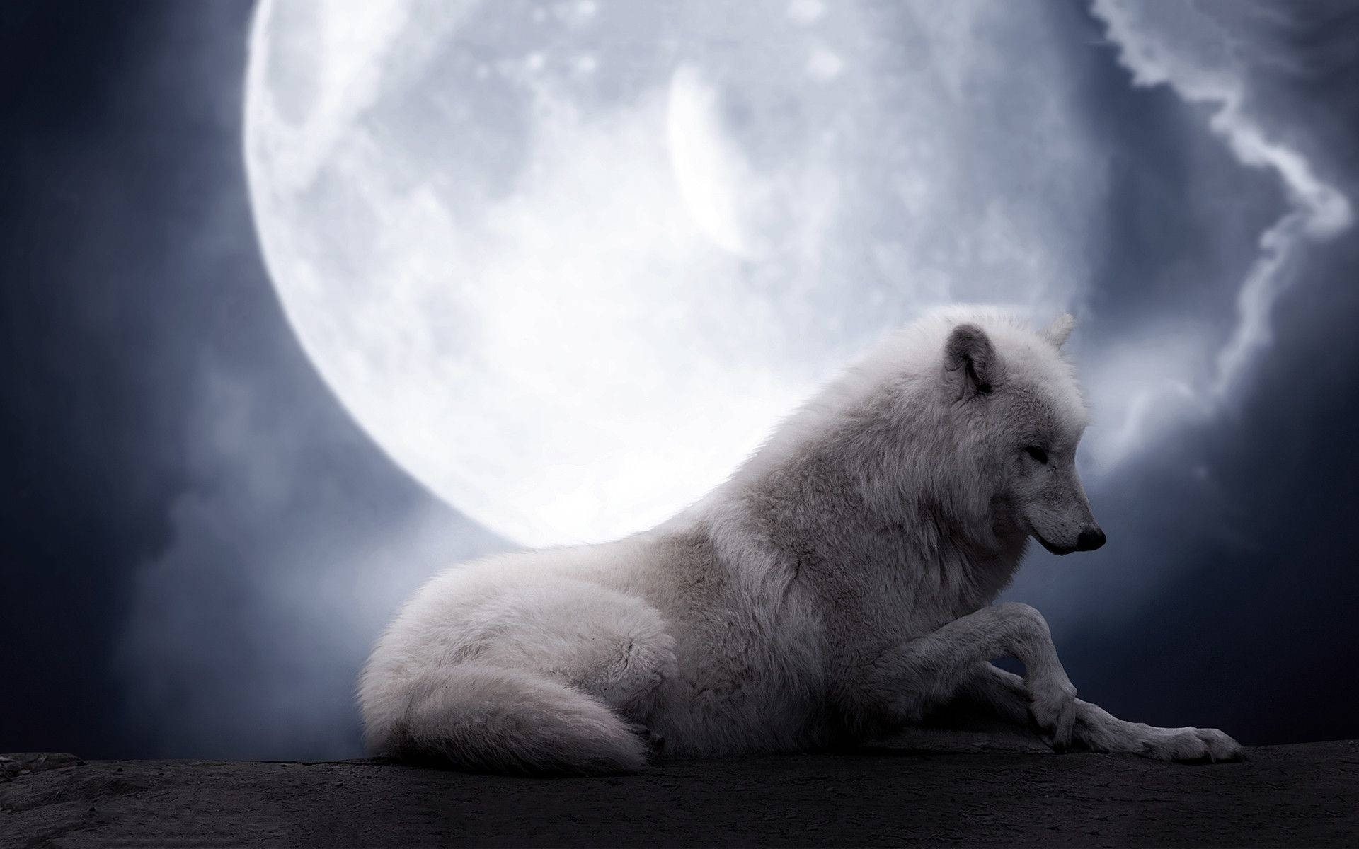 white wolf, full moon, cliff, Full HD Desktop Wallpaper