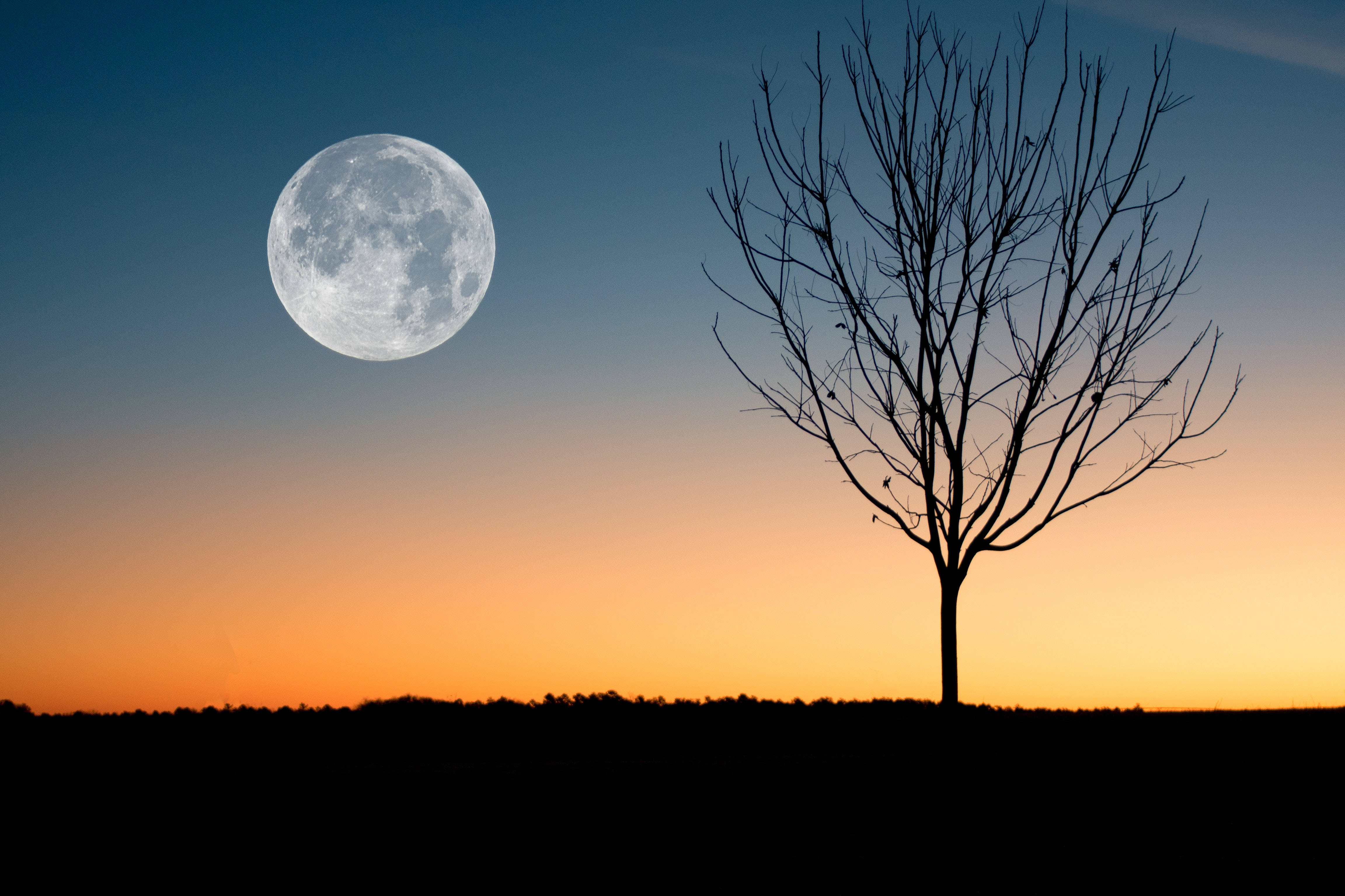 full moon, bare tree, twilight sky, 4K Desktop Wallpaper