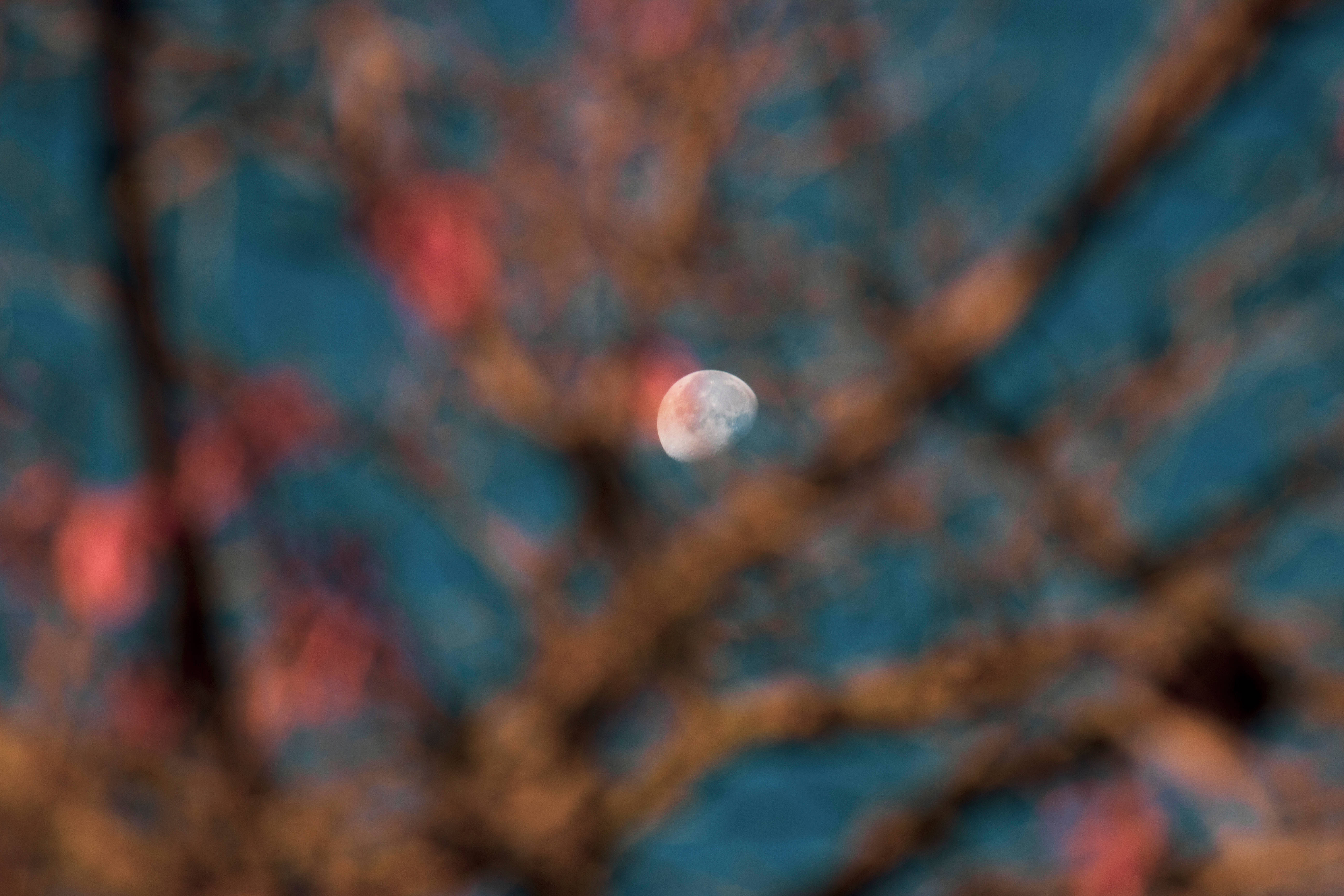 crescent moon, twilight sky, blurred tree branches, 5K Desktop Wallpaper
