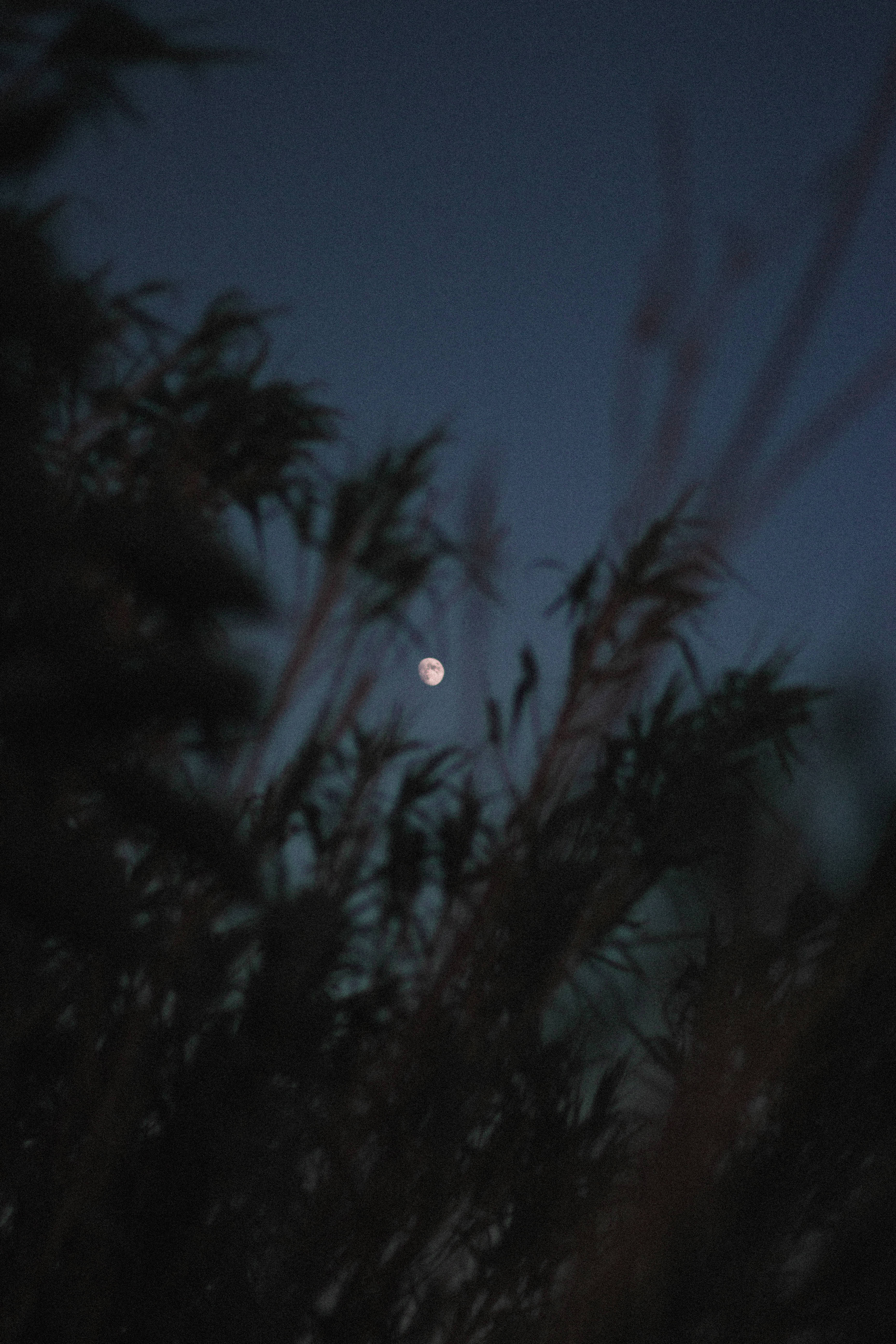 Moon Galaxy, bamboo fronds, twilight sky, 5K Phone Wallpaper