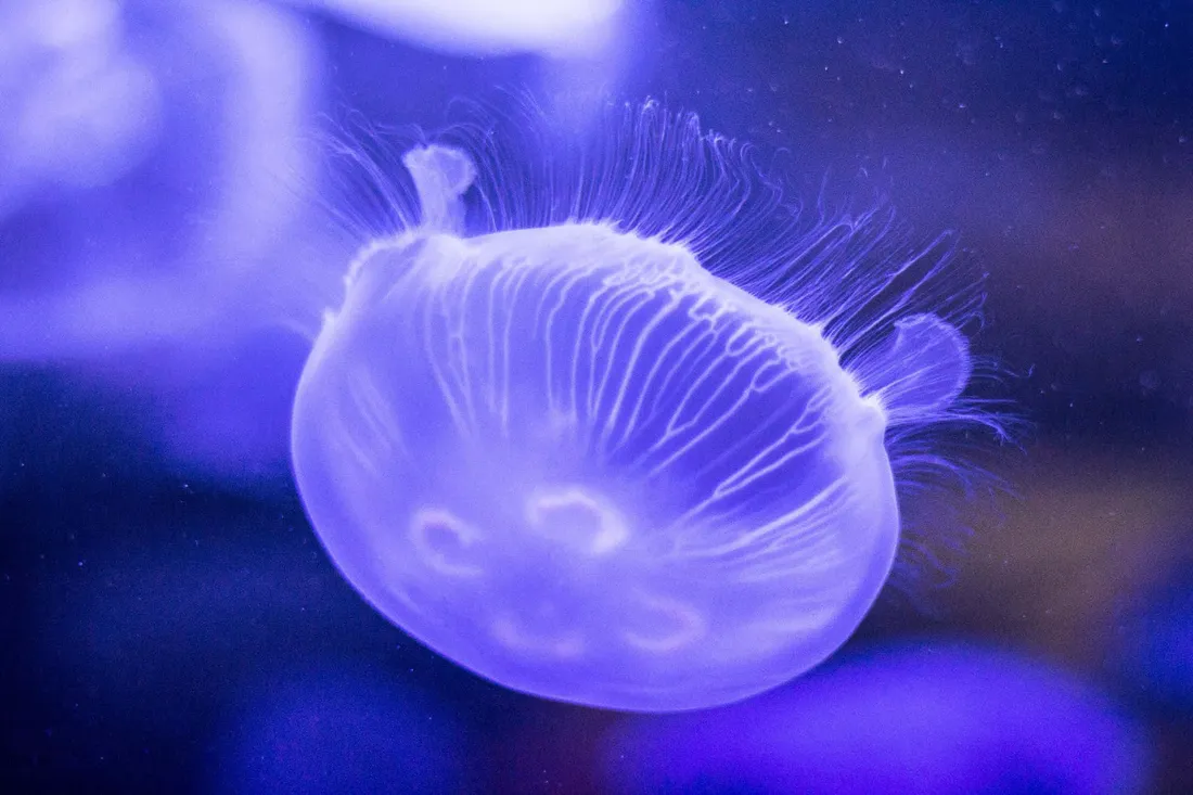 Moon Jelly