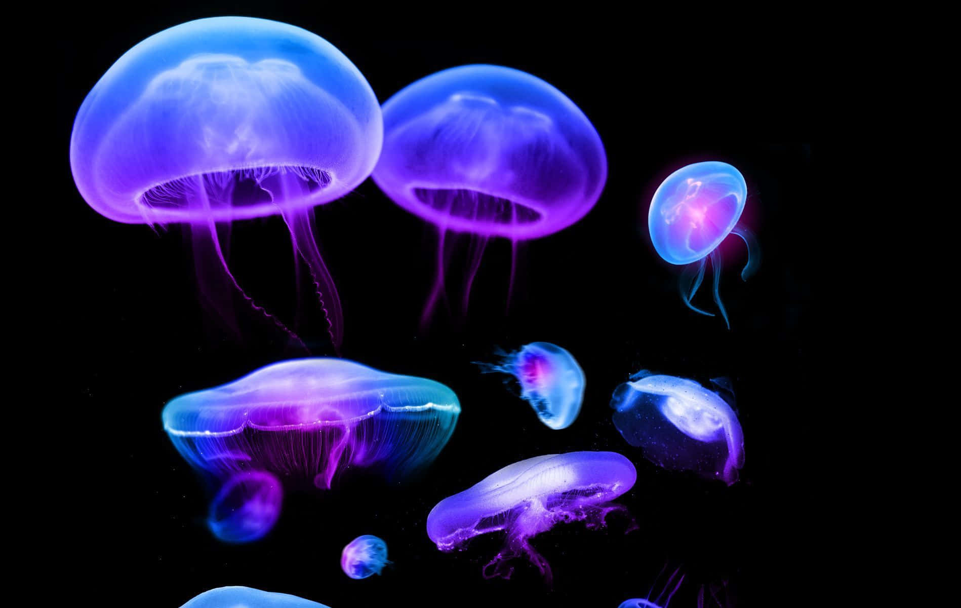 glowing blue and purple jellyfish, translucent bells, trailing tentacles, HD Desktop Wallpaper