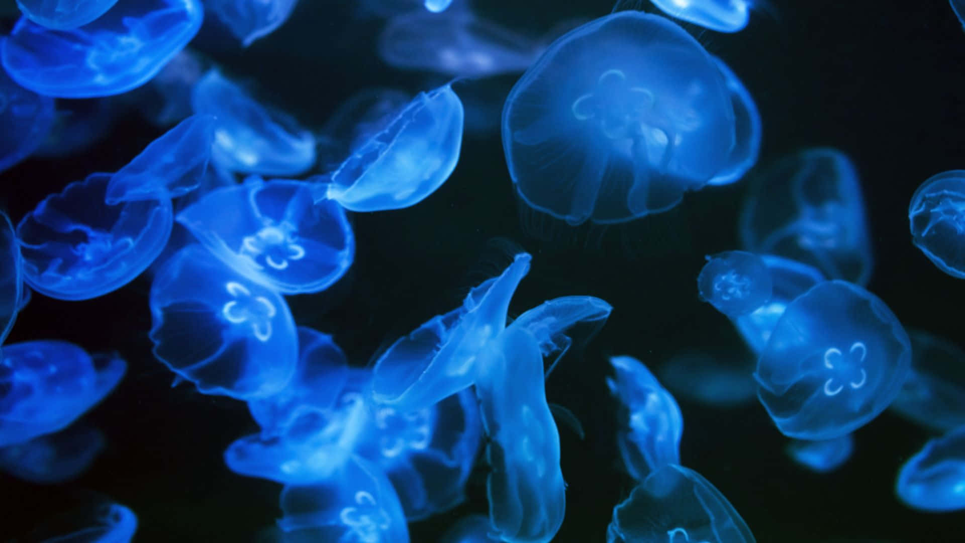 Moon Jelly, deep blue, glowing blue, Full HD Desktop Wallpaper